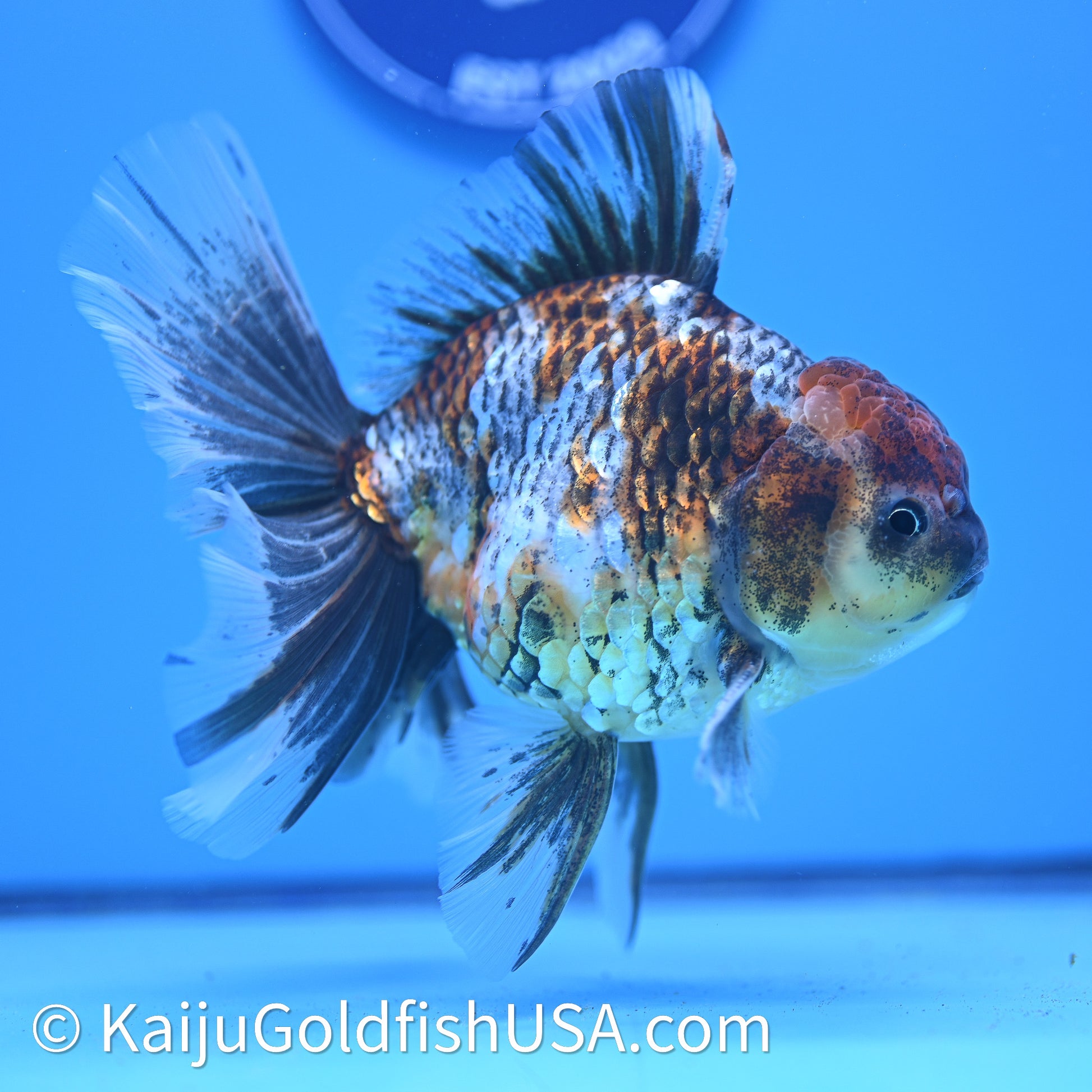 Kirin Rose Tail Oranda 4in Body (240628_OR08) - Kaiju Goldfish USA