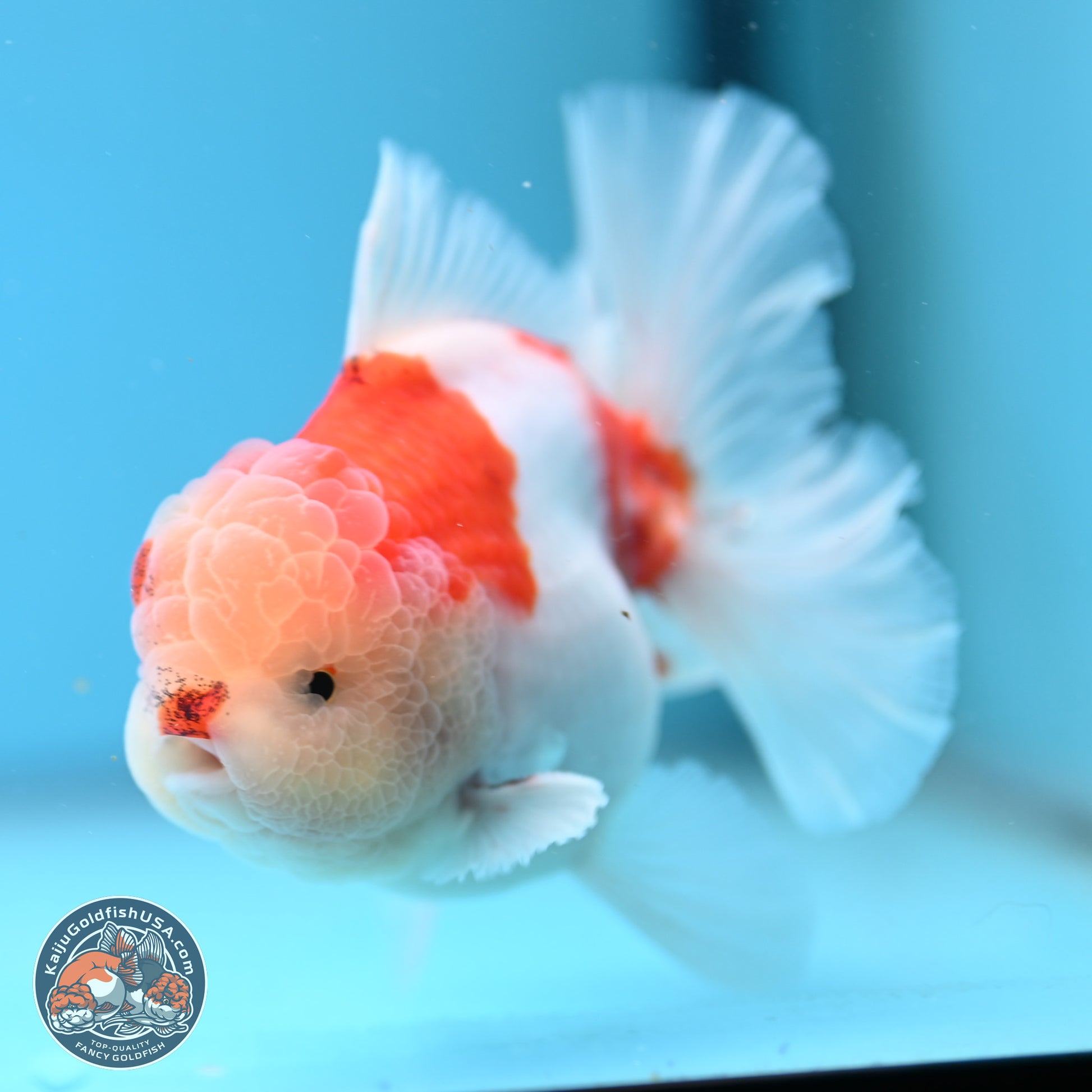 Sakura Rose Tail Oranda 4.5 inches (241025_OR08) - Kaiju Goldfish USA