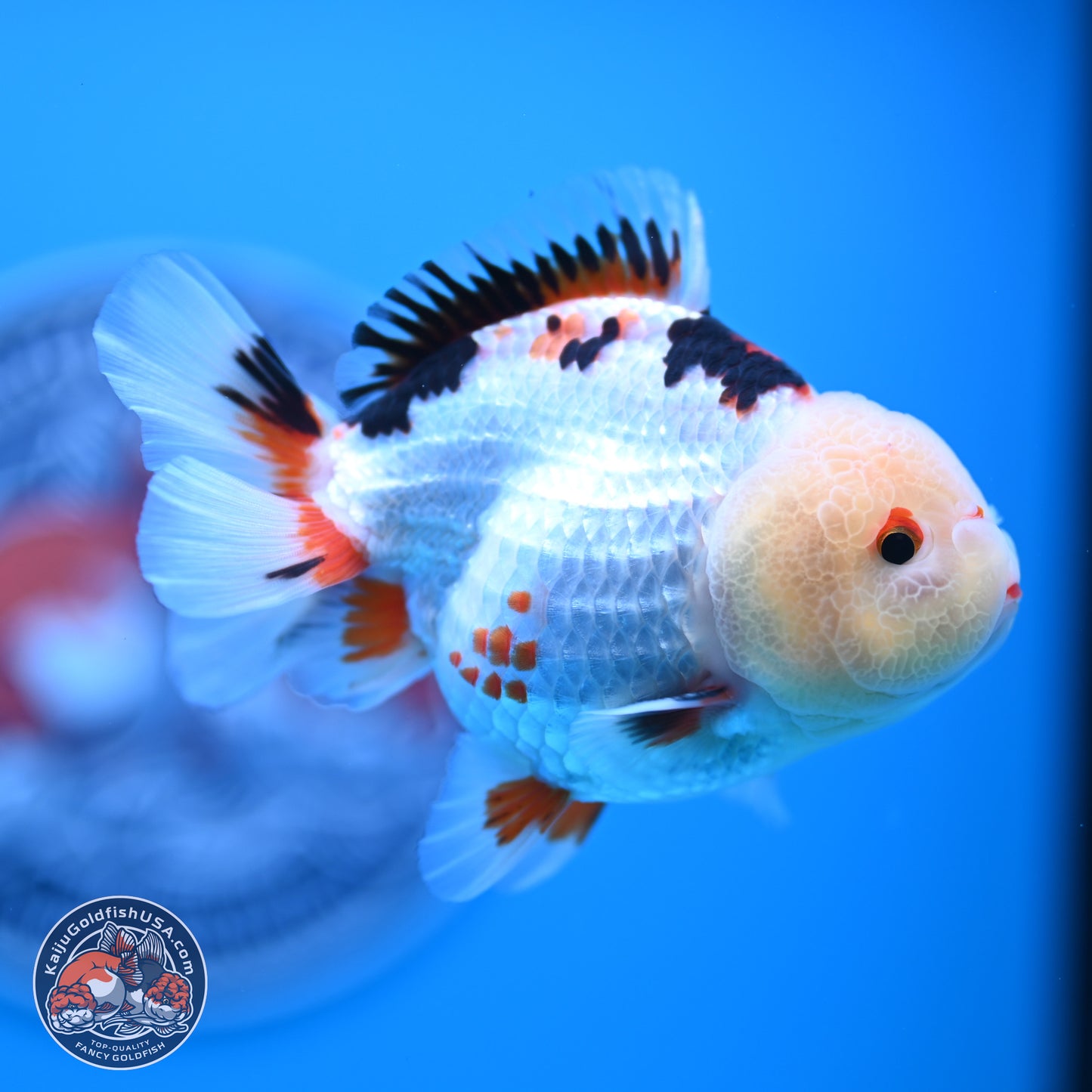 Tricolor Oranda 3.5-4.5 inches (241004_OR08) - Kaiju Goldfish USA