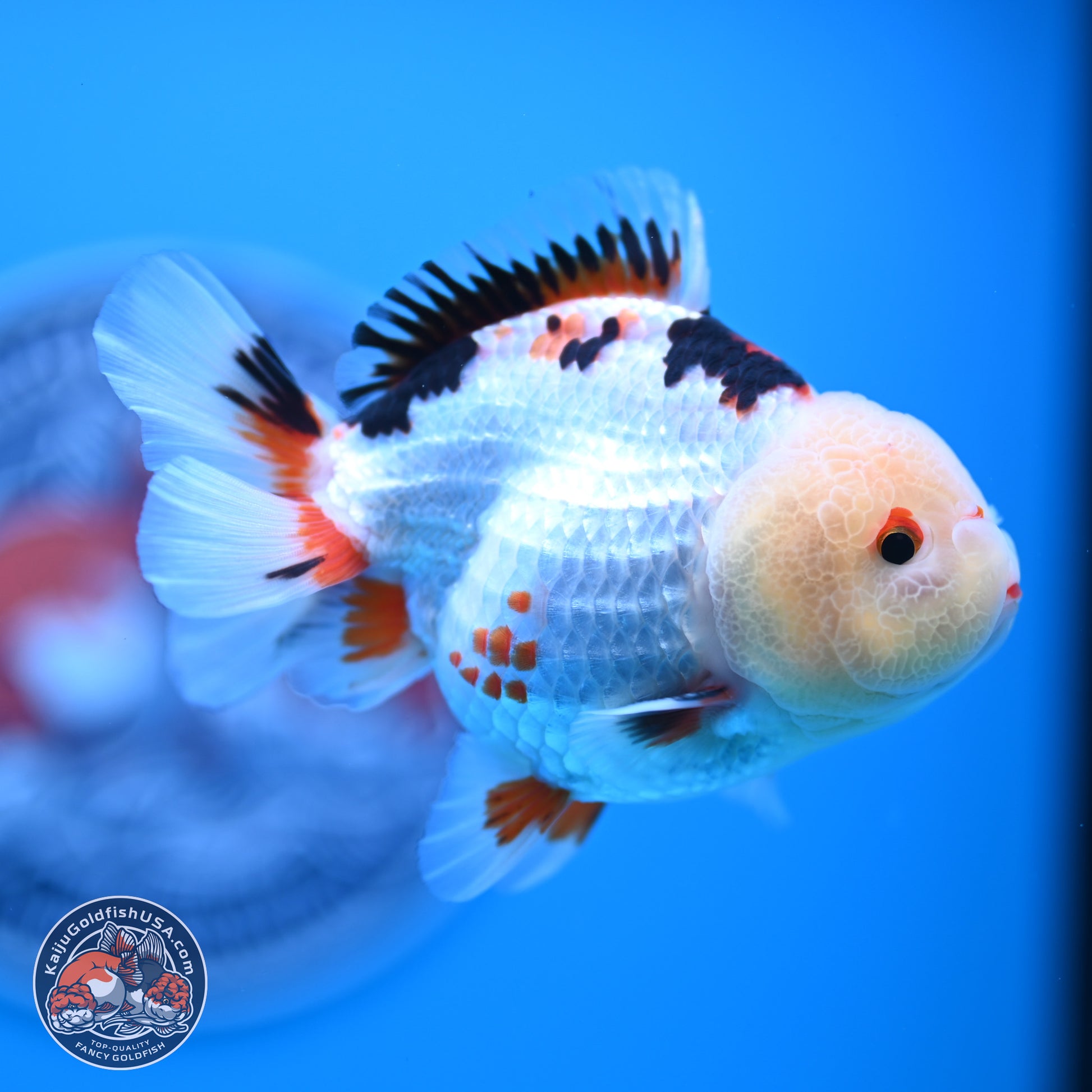 Tricolor Oranda 3.5-4.5 inches (241004_OR08) - Kaiju Goldfish USA