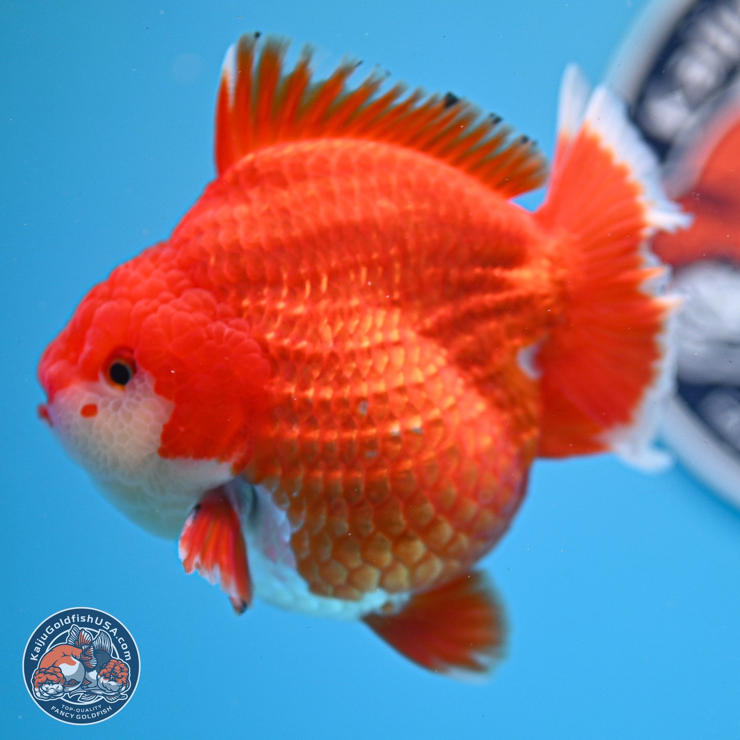 Red White YuanBao Oranda 3.5 inches Body - Male (250214_OR08)