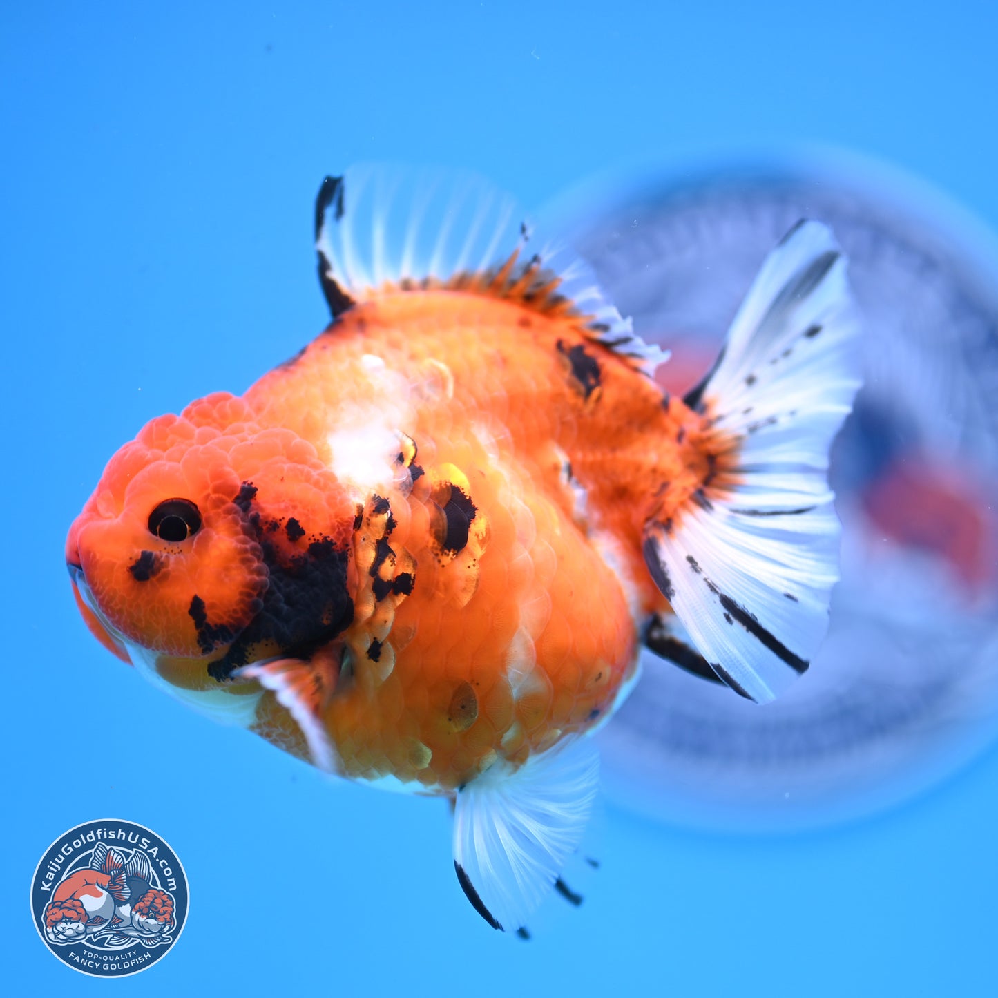 Shogun Tricolor Tiger YuanBao Oranda 3.5in Body (240816_OR08) - Kaiju Goldfish USA