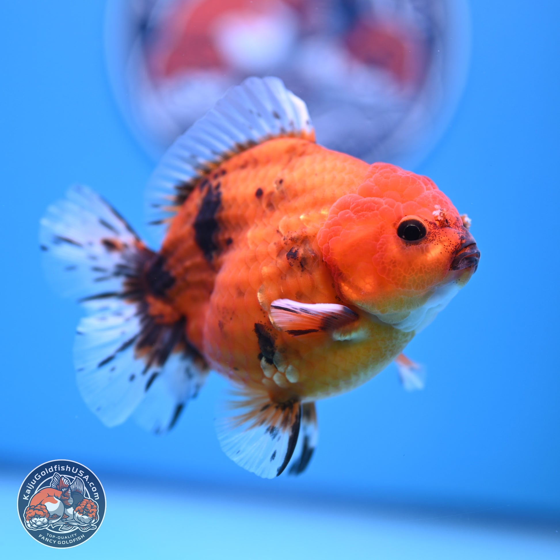 Shogun Tiger Oranda 3.75-4.5 in (241011_OR08) - Kaiju Goldfish USA