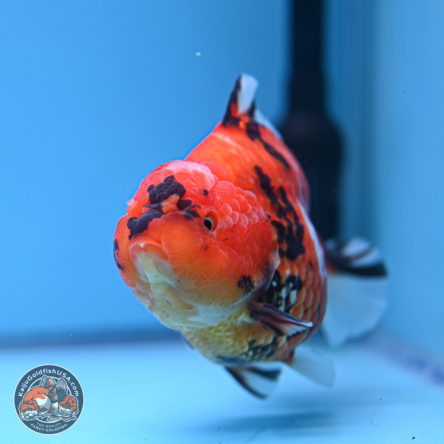 Tiger YuanBao Oranda 4-5 inches (240920_OR08) - Kaiju Goldfish USA