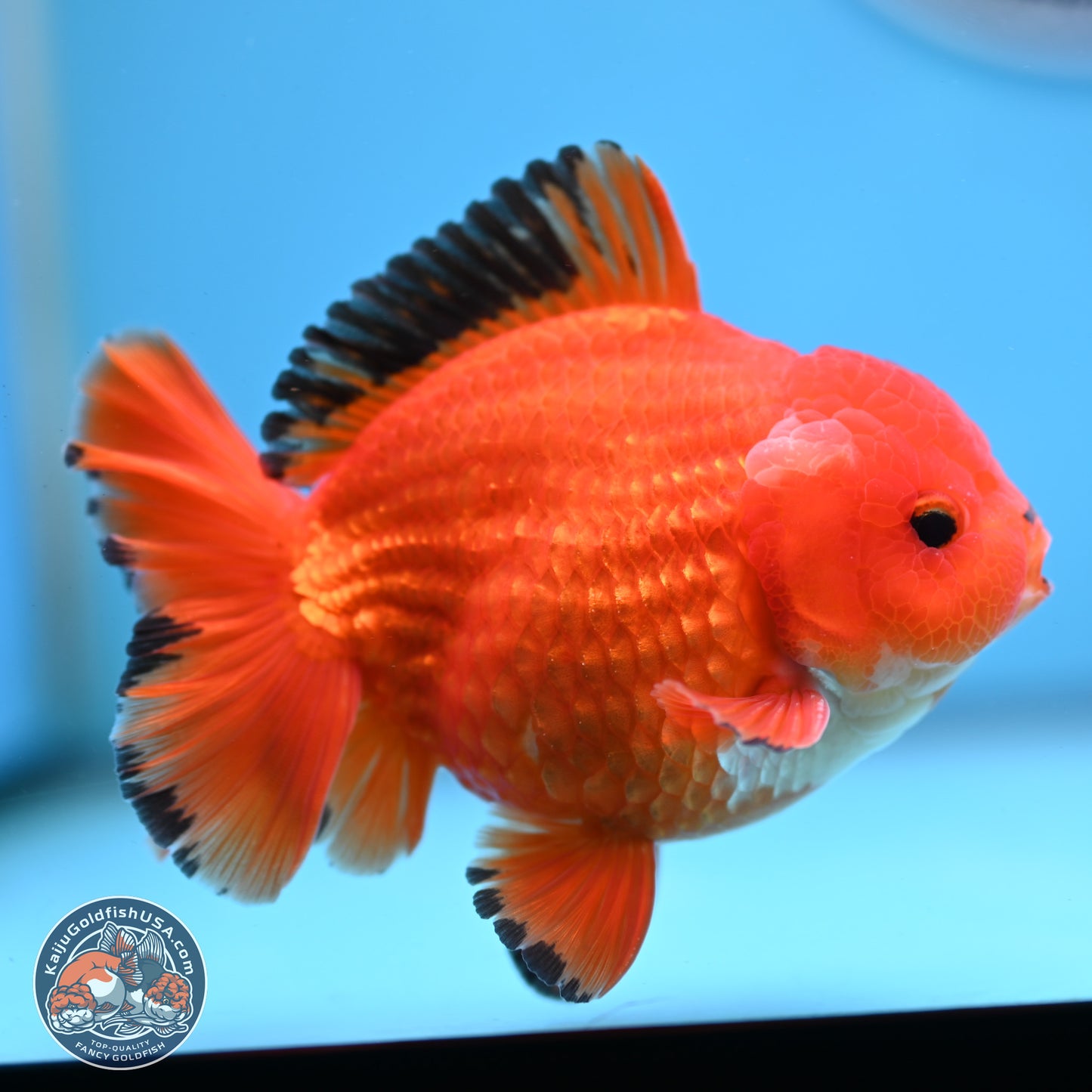 Apache YuanBao Oranda 3.5 inches Body - Male (250228_OR08)