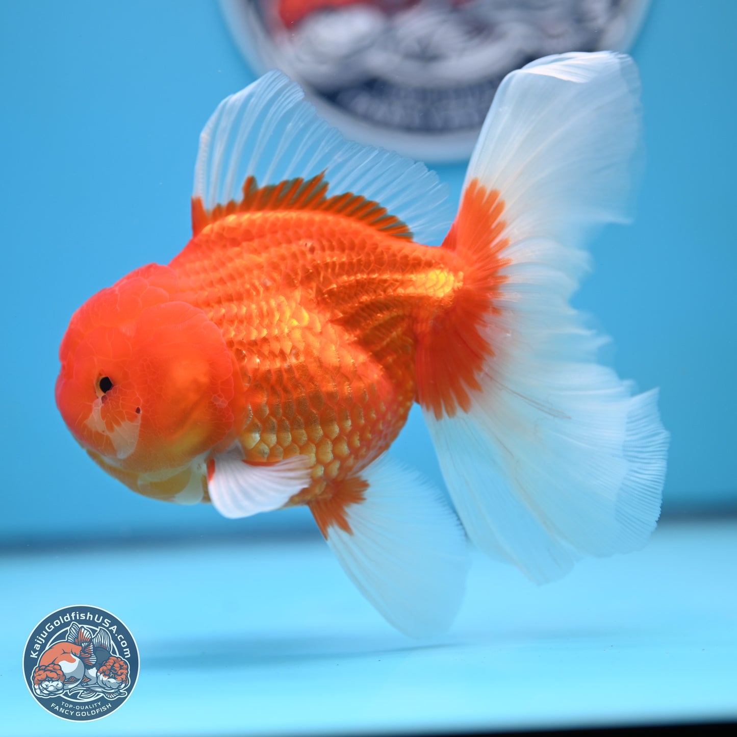 Red White Rose Tail Oranda 4-6 inches (240906_OR08) - Kaiju Goldfish USA