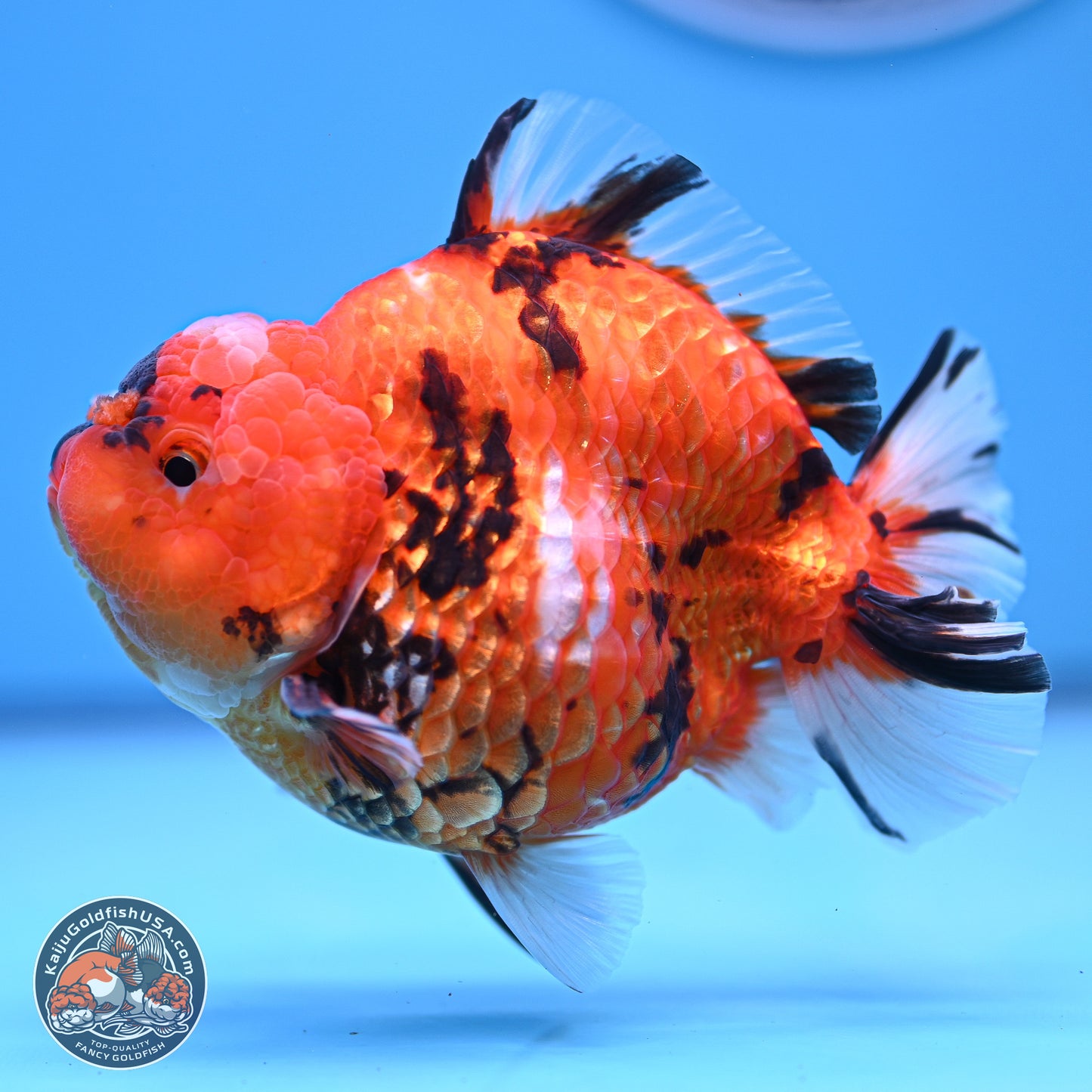 Tiger YuanBao Oranda 4-5 inches (240920_OR08) - Kaiju Goldfish USA