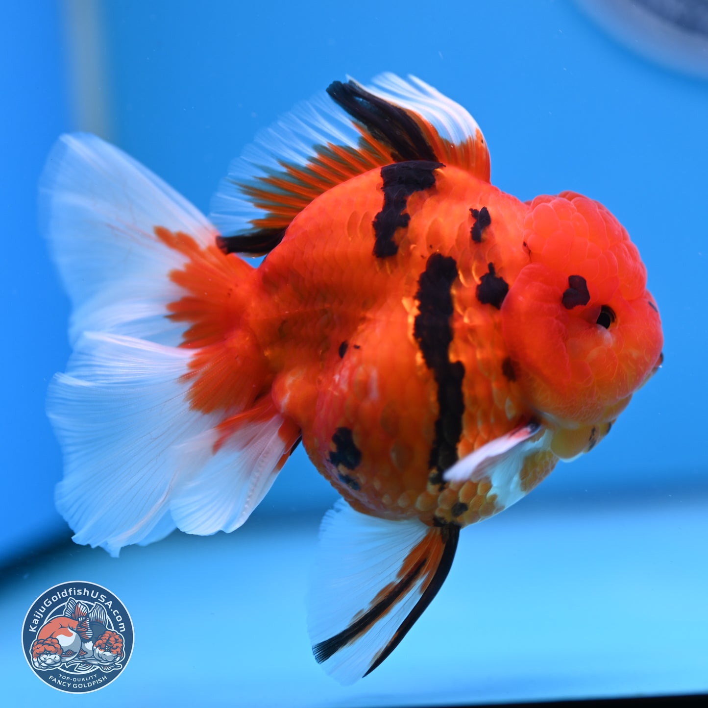 Tiger Rose Tail Oranda 3.5 inches Body - Male (250307_OR08)