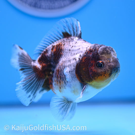 Shogun Godzilla Blue Based Oranda 3.25in Body (240726_OR08) - Kaiju Goldfish USA