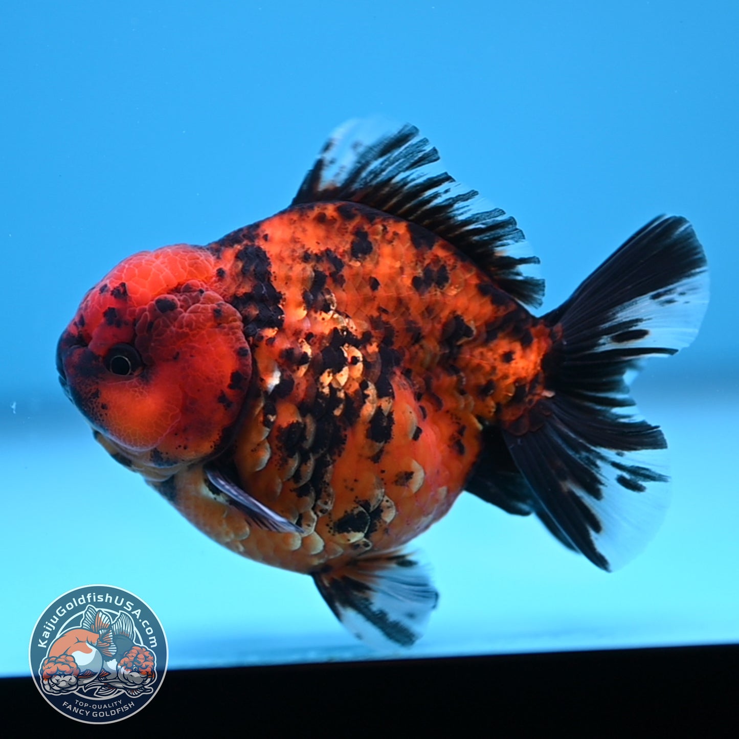 Shogun Tiger Oranda 3.5 inches Body (250530_OR08)