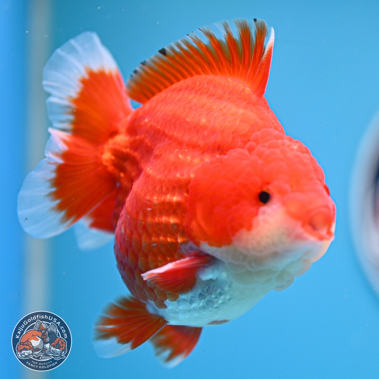 Red White YuanBao Oranda 3.5 inches Body - Male (250214_OR08)