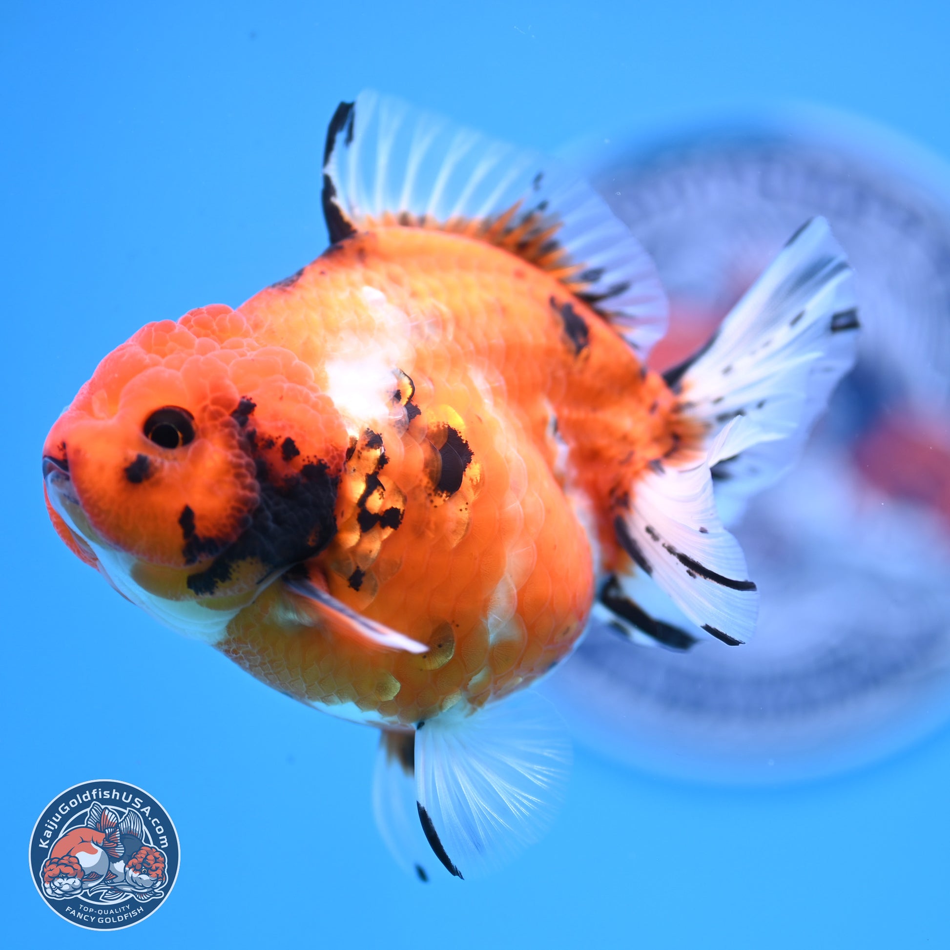 Shogun Tricolor Tiger YuanBao Oranda 3.5in Body (240816_OR08) - Kaiju Goldfish USA