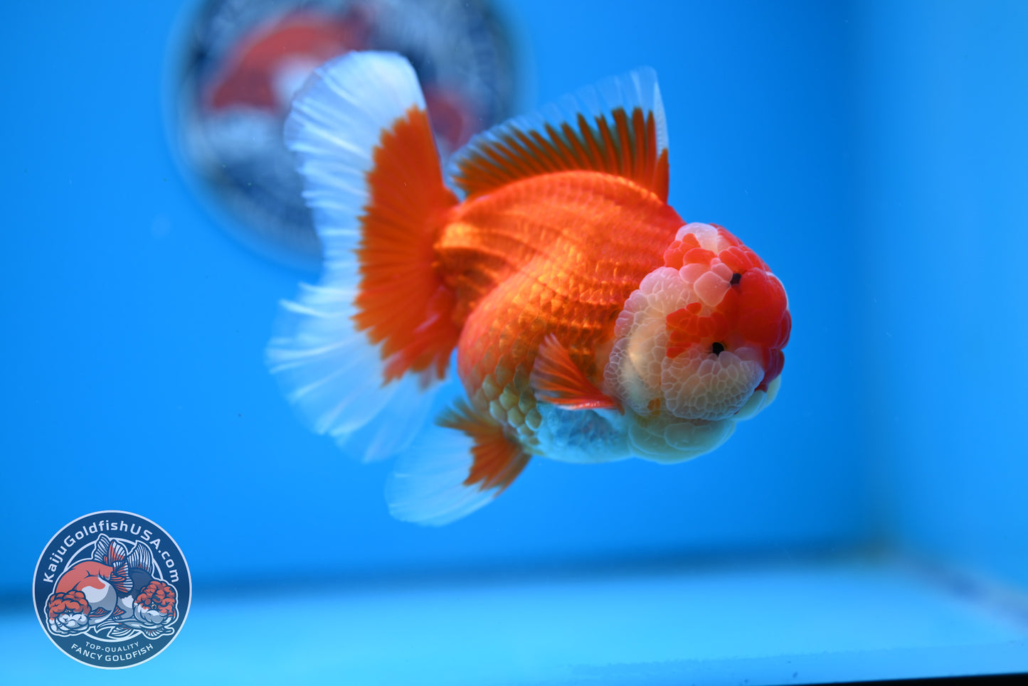 Red White Rose Tail Oranda 3.5 inches Body (250523_OR08)