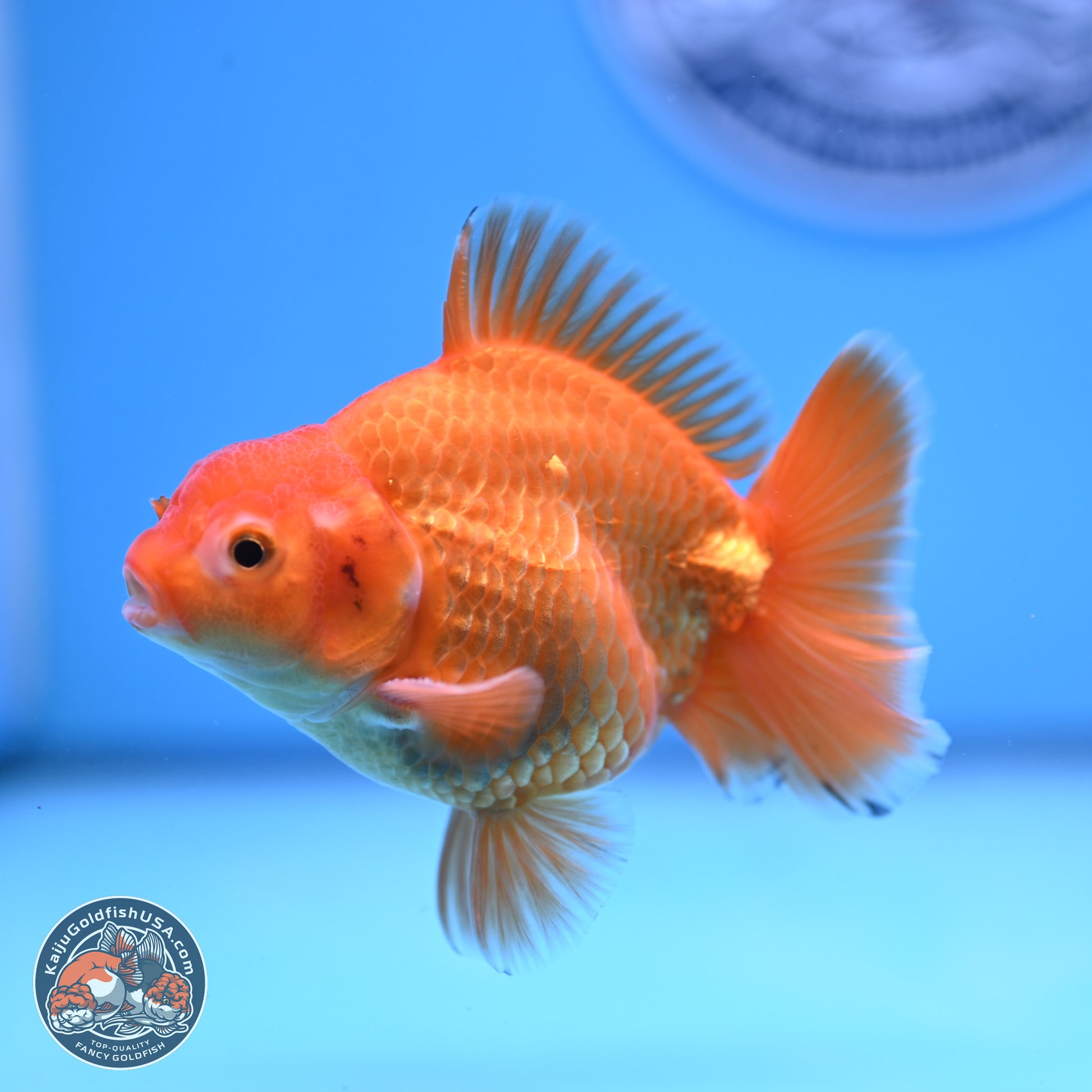 Shogun Classic Gold Broad Tail Oranda 3.5in Body (240802_OR08) - Kaiju Goldfish USA