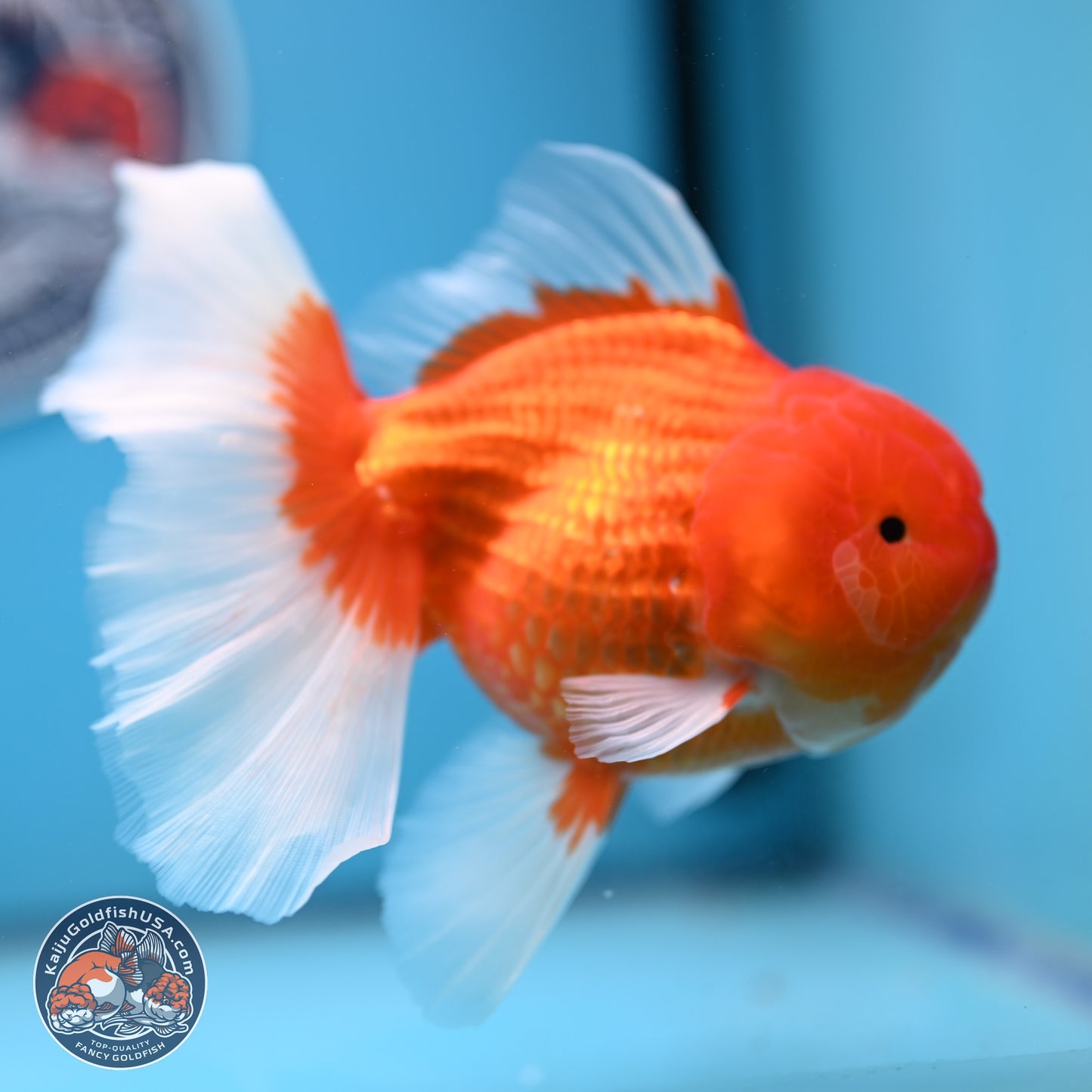 Red White Rose Tail Oranda 4-6 inches (240906_OR08) - Kaiju Goldfish USA