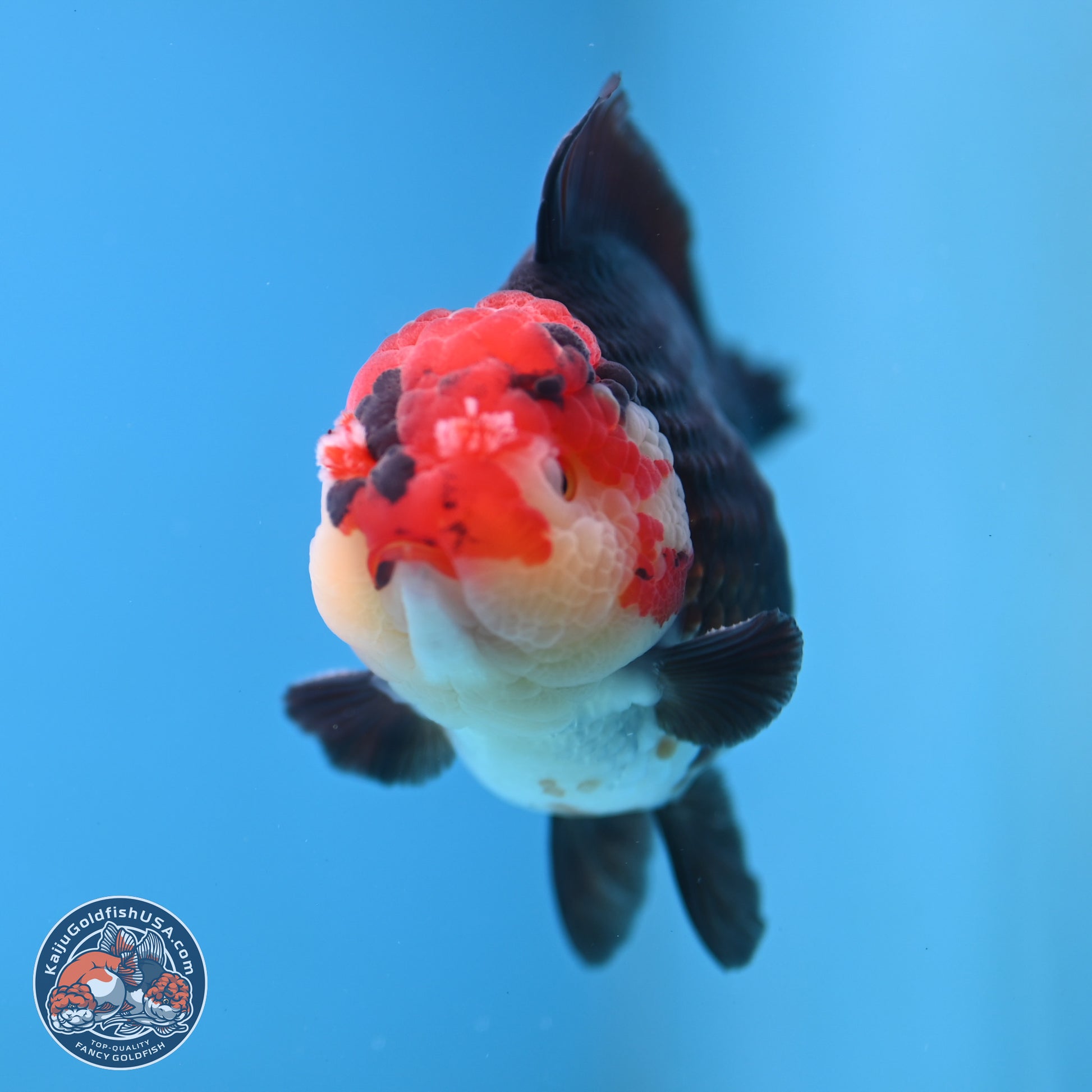 Tricolor YuanBao Oranda 3.25 inches Body - Male (250103_OR08) - Kaiju Goldfish USA