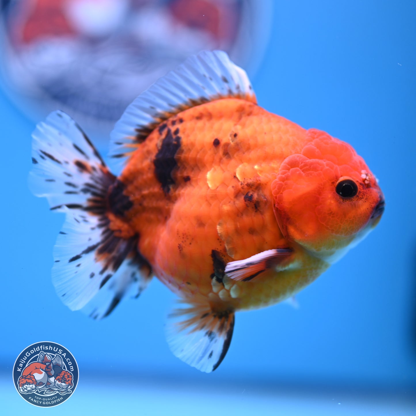 Shogun Tiger Oranda 3.75-4.5 in (241011_OR08) - Kaiju Goldfish USA