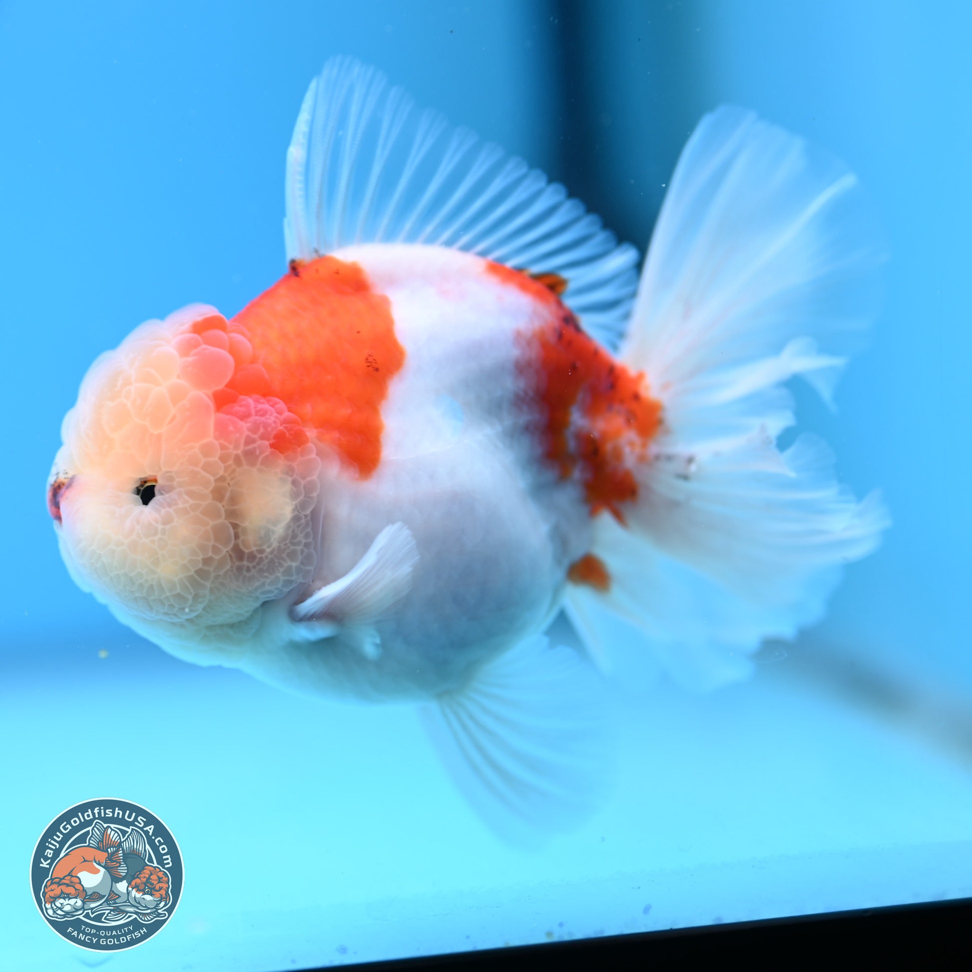 Sakura Rose Tail Oranda 4.5 inches (241025_OR08) - Kaiju Goldfish USA