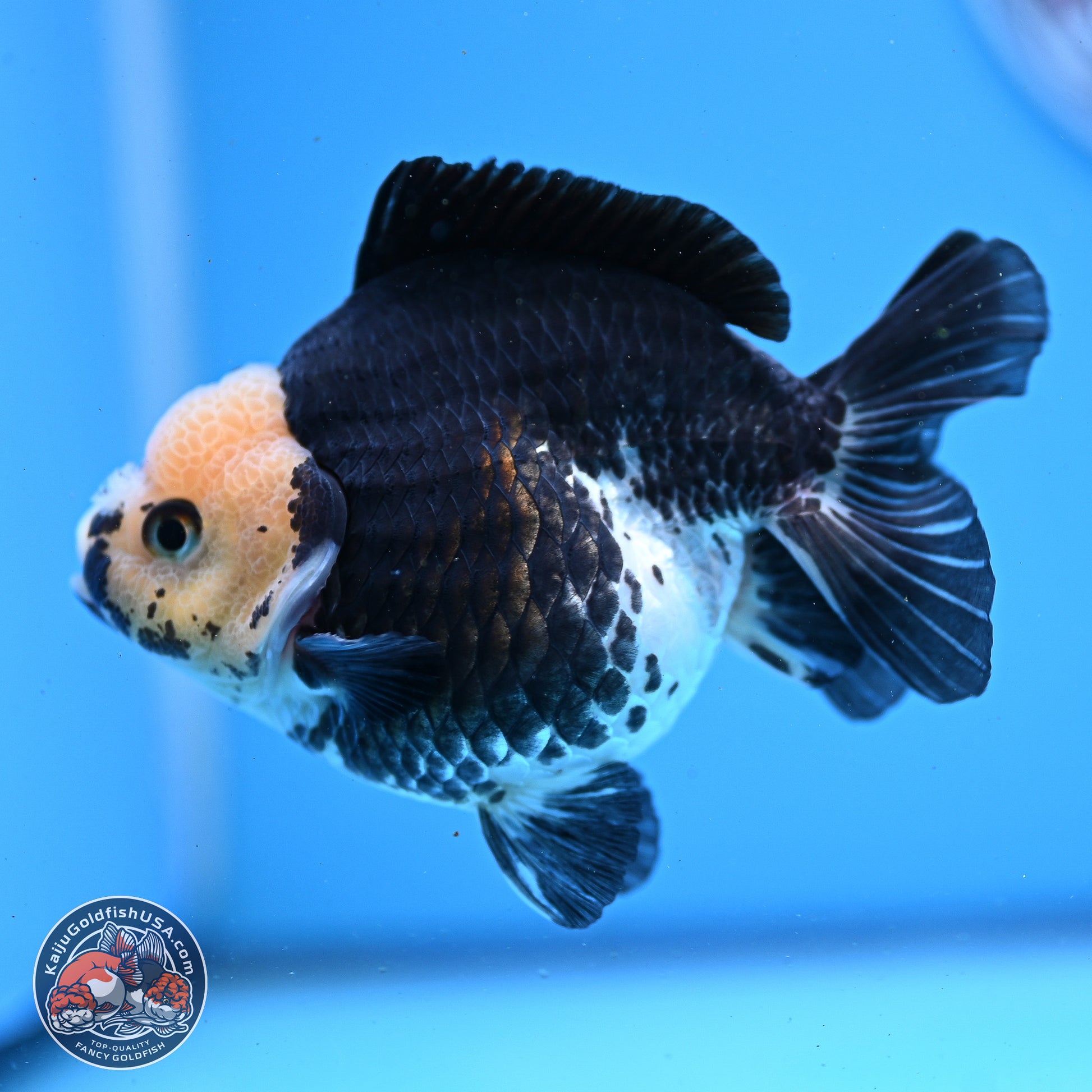 Panda YuanBao Oranda 3.5in Body (240830_OR08) - Kaiju Goldfish USA