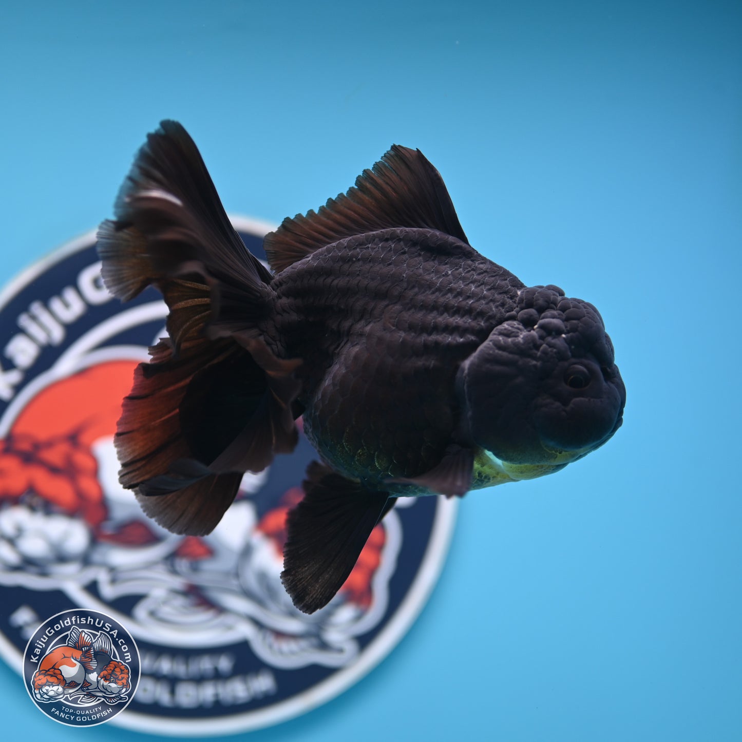 Black Rose Tail Oranda 3.5 inches Body - Male (250404_OR08)