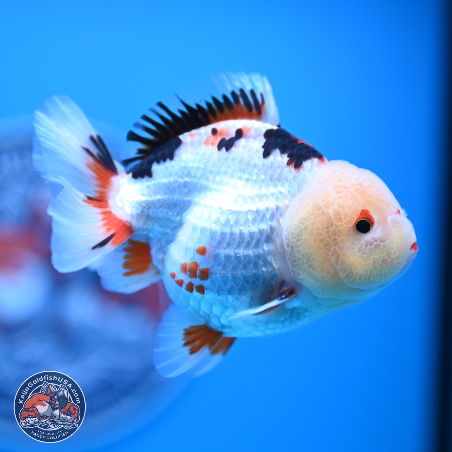 Tricolor Oranda 3.5-4.5 inches (241004_OR08) - Kaiju Goldfish USA