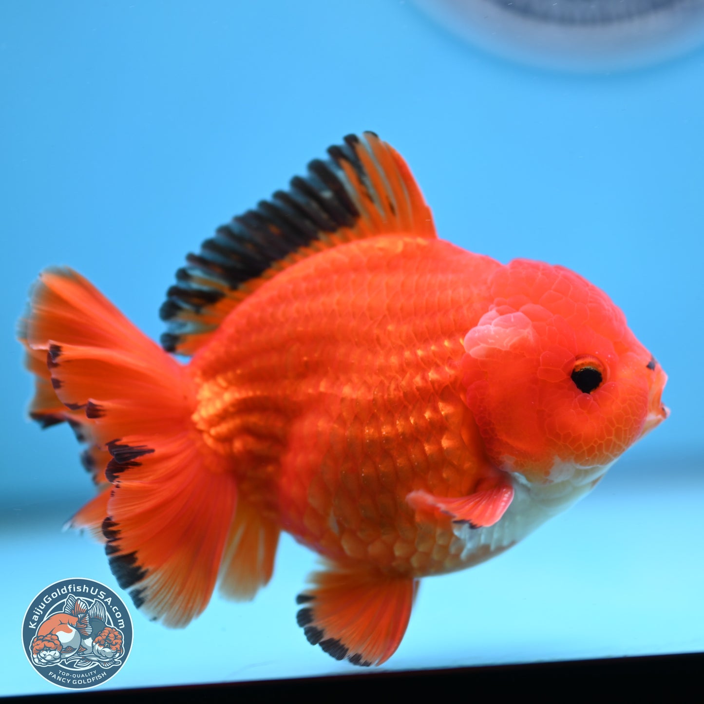 Apache YuanBao Oranda 3.5 inches Body - Male (250228_OR08)