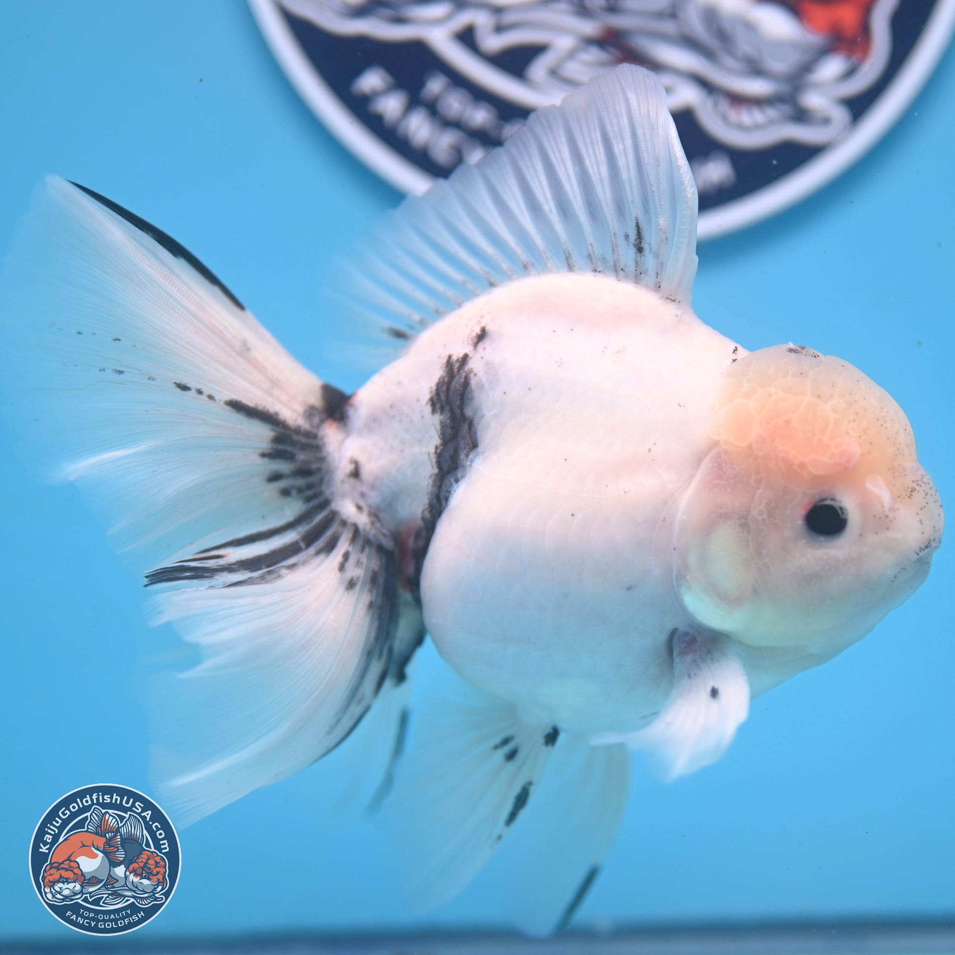 Calico Rose Tail Oranda 6.5 inches - Male (241122_OR08) - Kaiju Goldfish USA