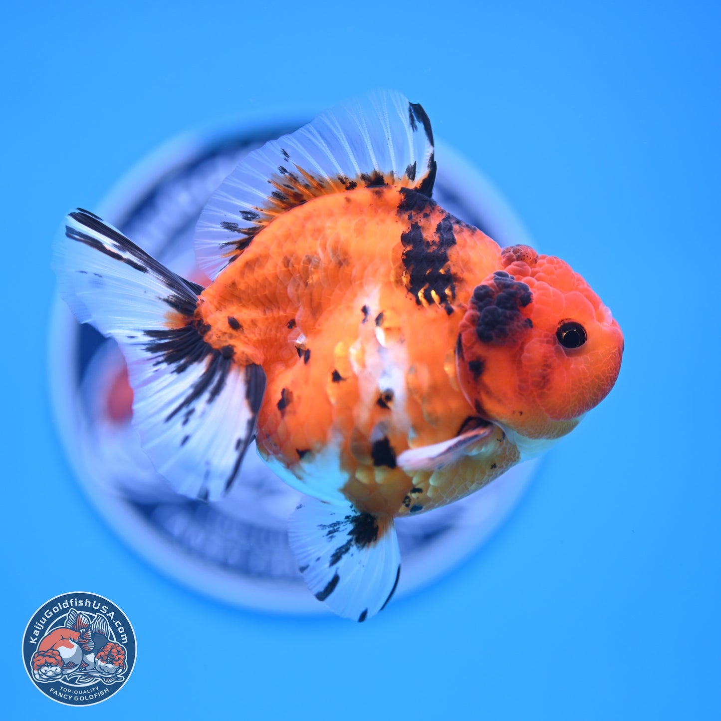 Shogun Tricolor Tiger YuanBao Oranda 3.5in Body (240816_OR08) - Kaiju Goldfish USA