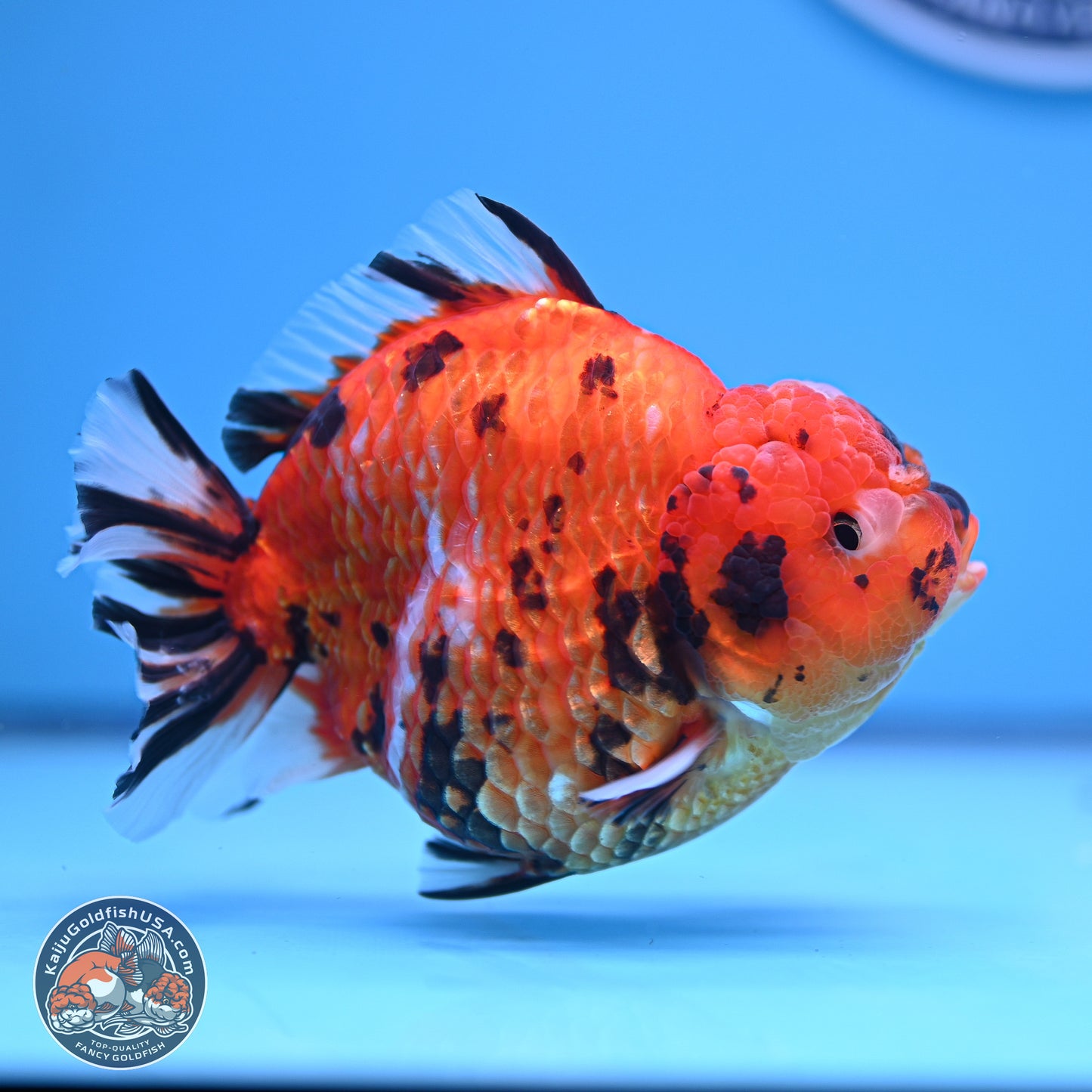 Tiger YuanBao Oranda 4-5 inches (240920_OR08) - Kaiju Goldfish USA