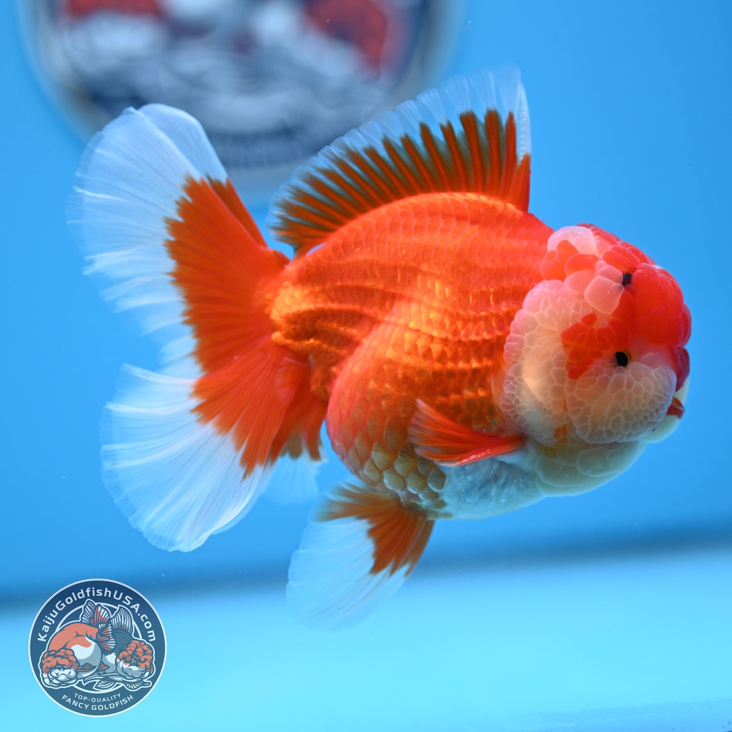 Red White Rose Tail Oranda 3.5 inches Body (250523_OR08)