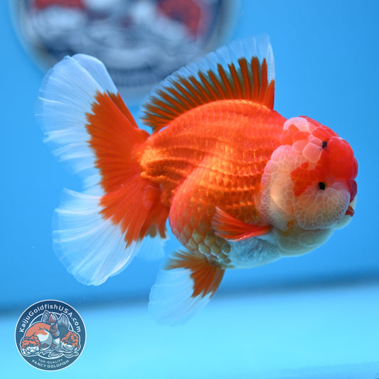 Red White Rose Tail Oranda 3.5 inches Body (250523_OR08)