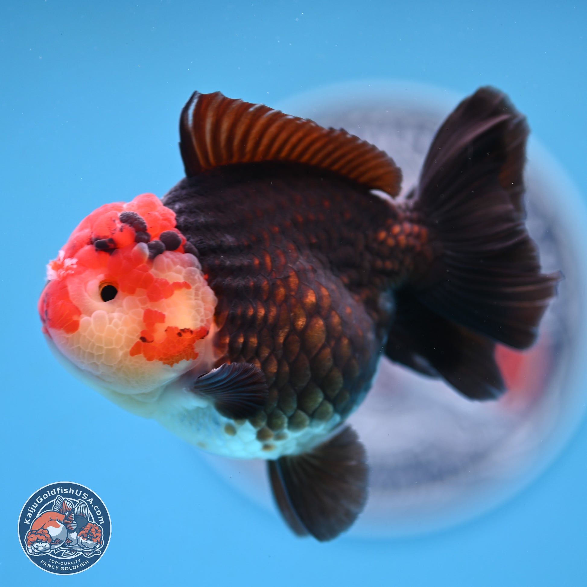 Tricolor YuanBao Oranda 3.25 inches Body - Male (250103_OR08) - Kaiju Goldfish USA