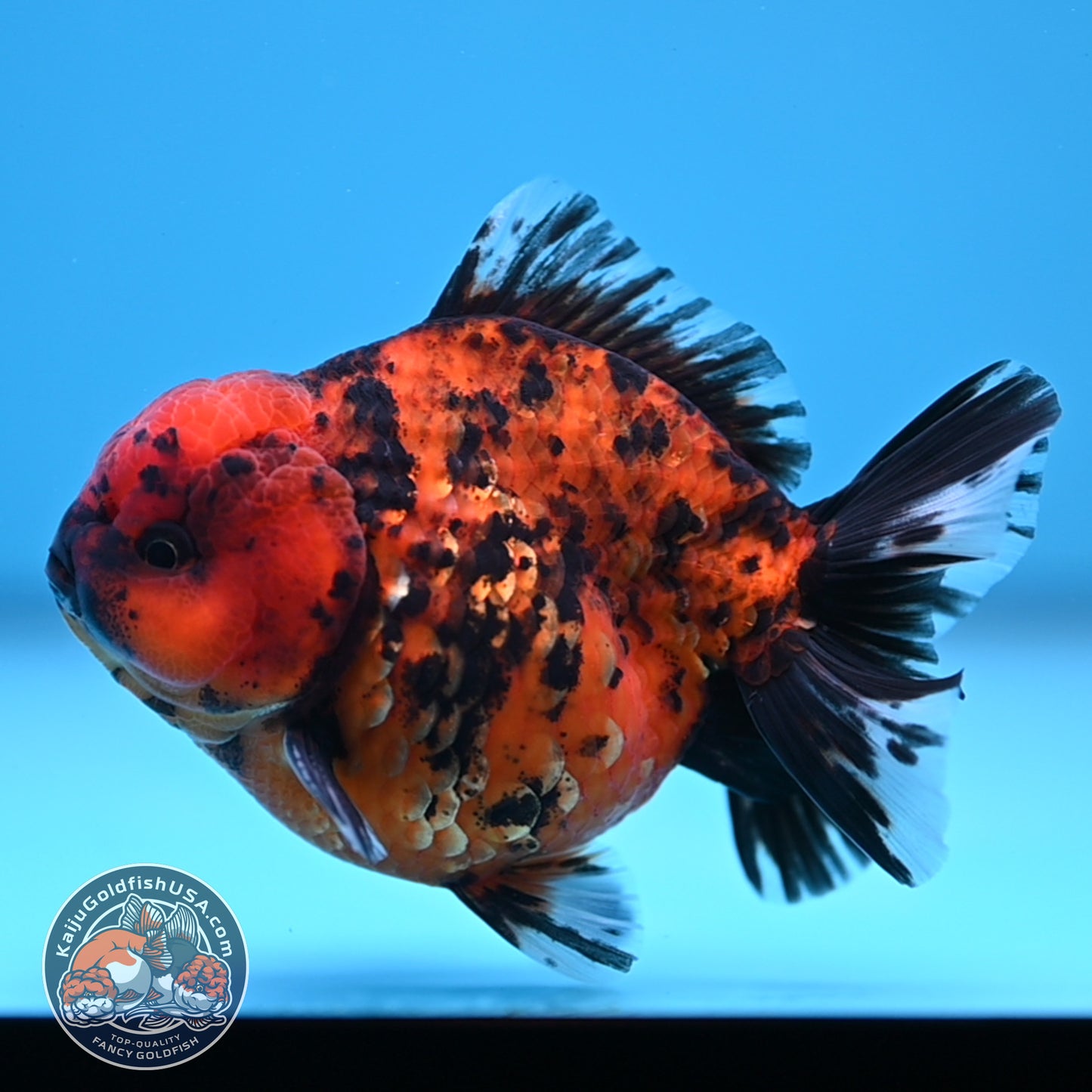 Shogun Tiger Oranda 3.5 inches Body (250530_OR08)