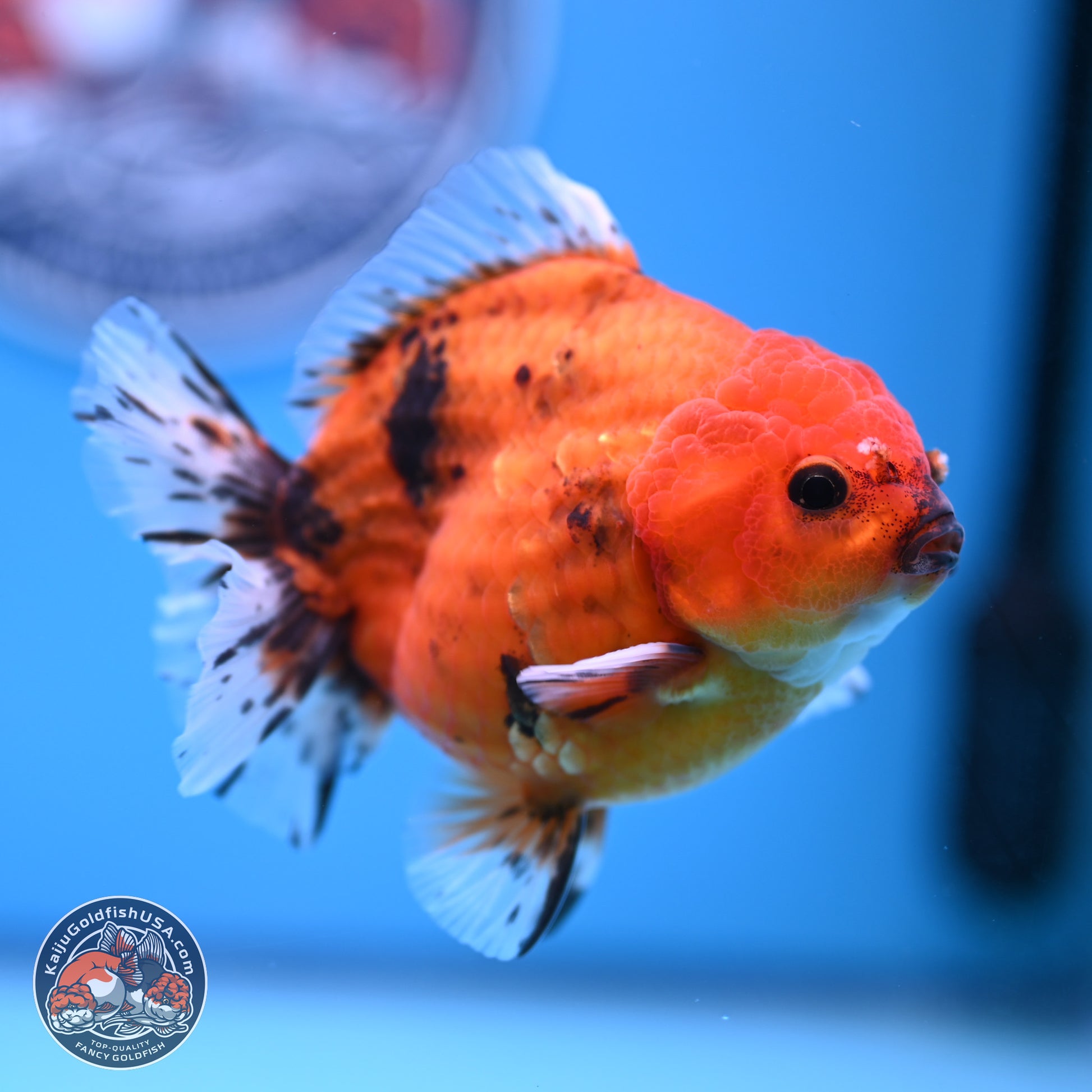 Shogun Tiger Oranda 3.75-4.5 in (241011_OR08) - Kaiju Goldfish USA