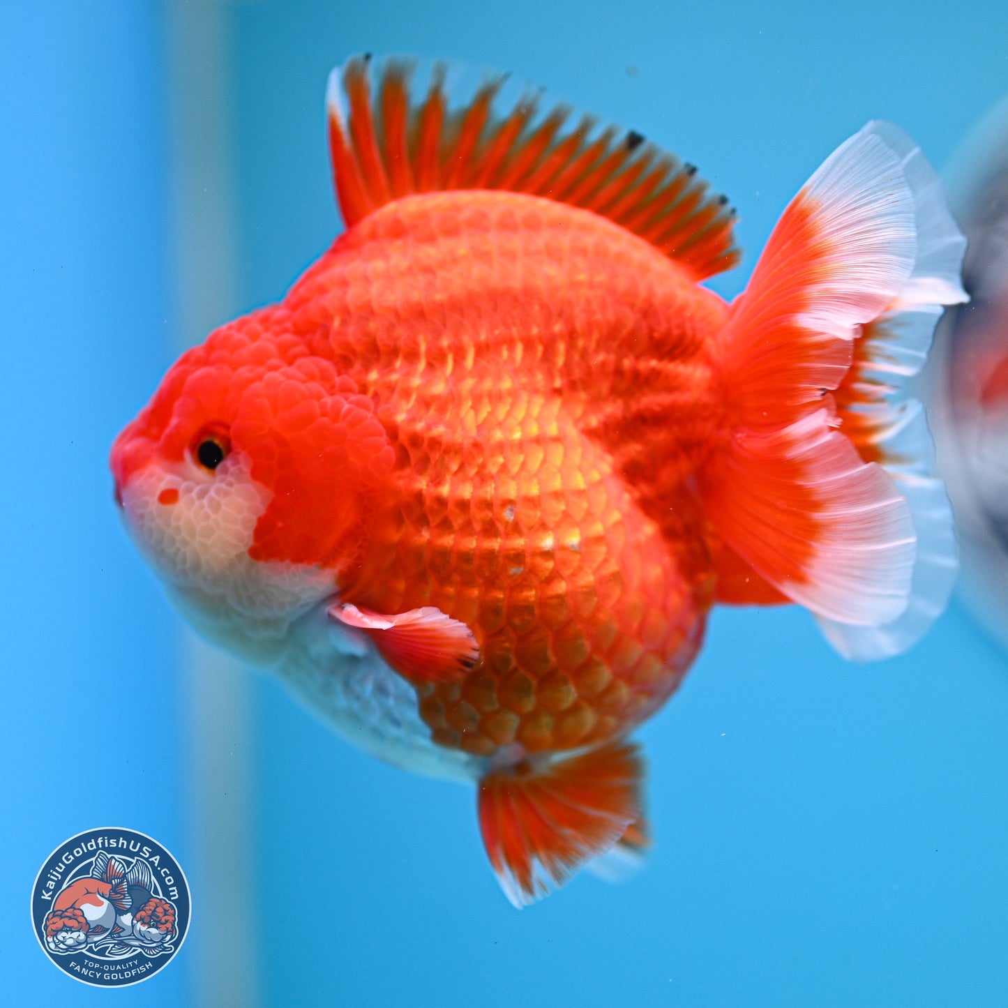 Red White YuanBao Oranda 3.5 inches Body - Male (250214_OR08)