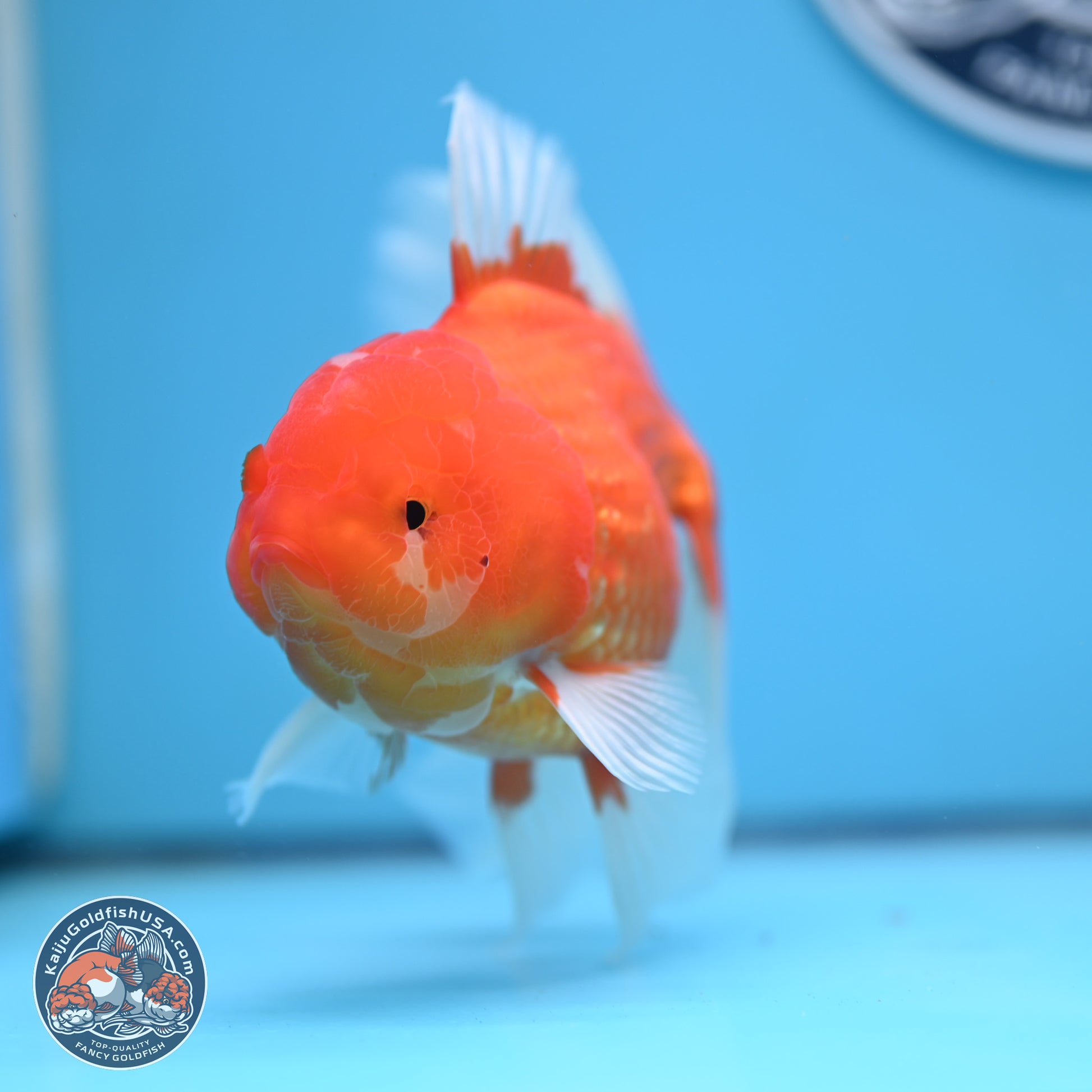 Red White Rose Tail Oranda 4-6 inches (240906_OR08) - Kaiju Goldfish USA