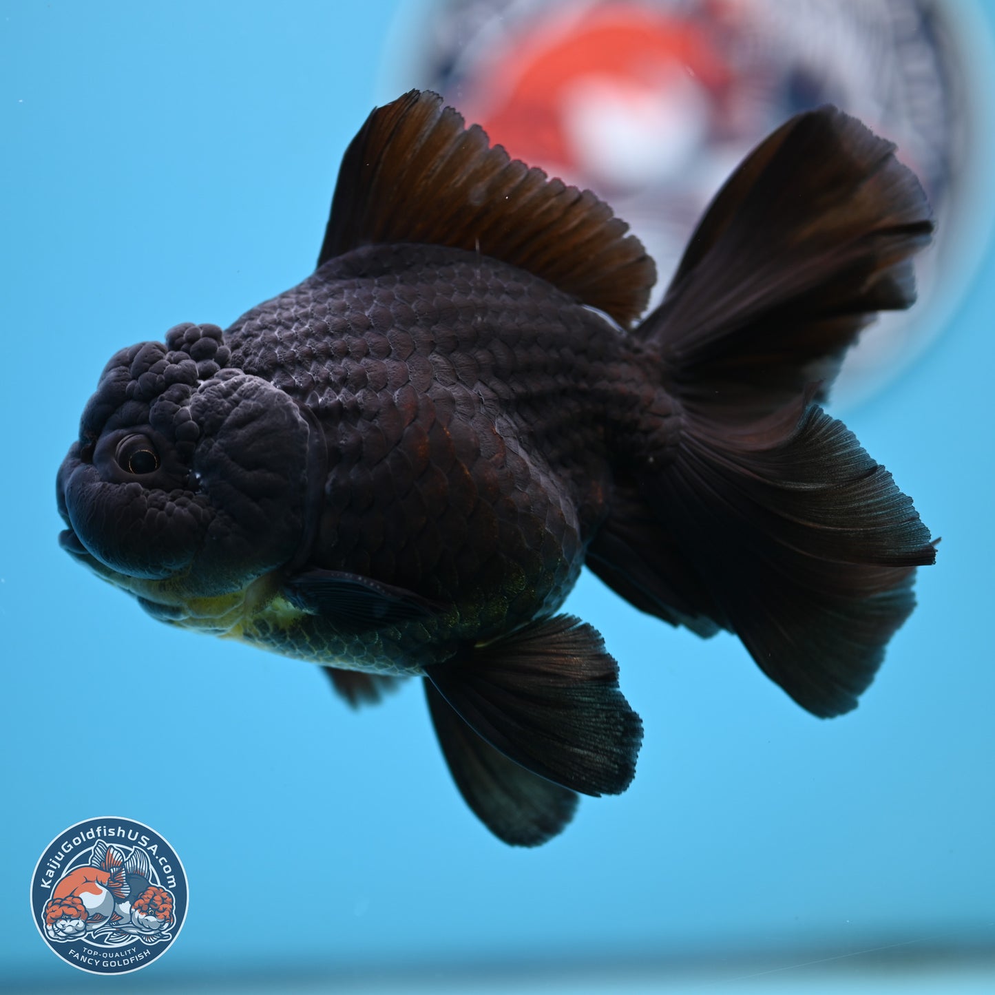 Black Rose Tail Oranda 3.5 inches Body - Male (250404_OR08)