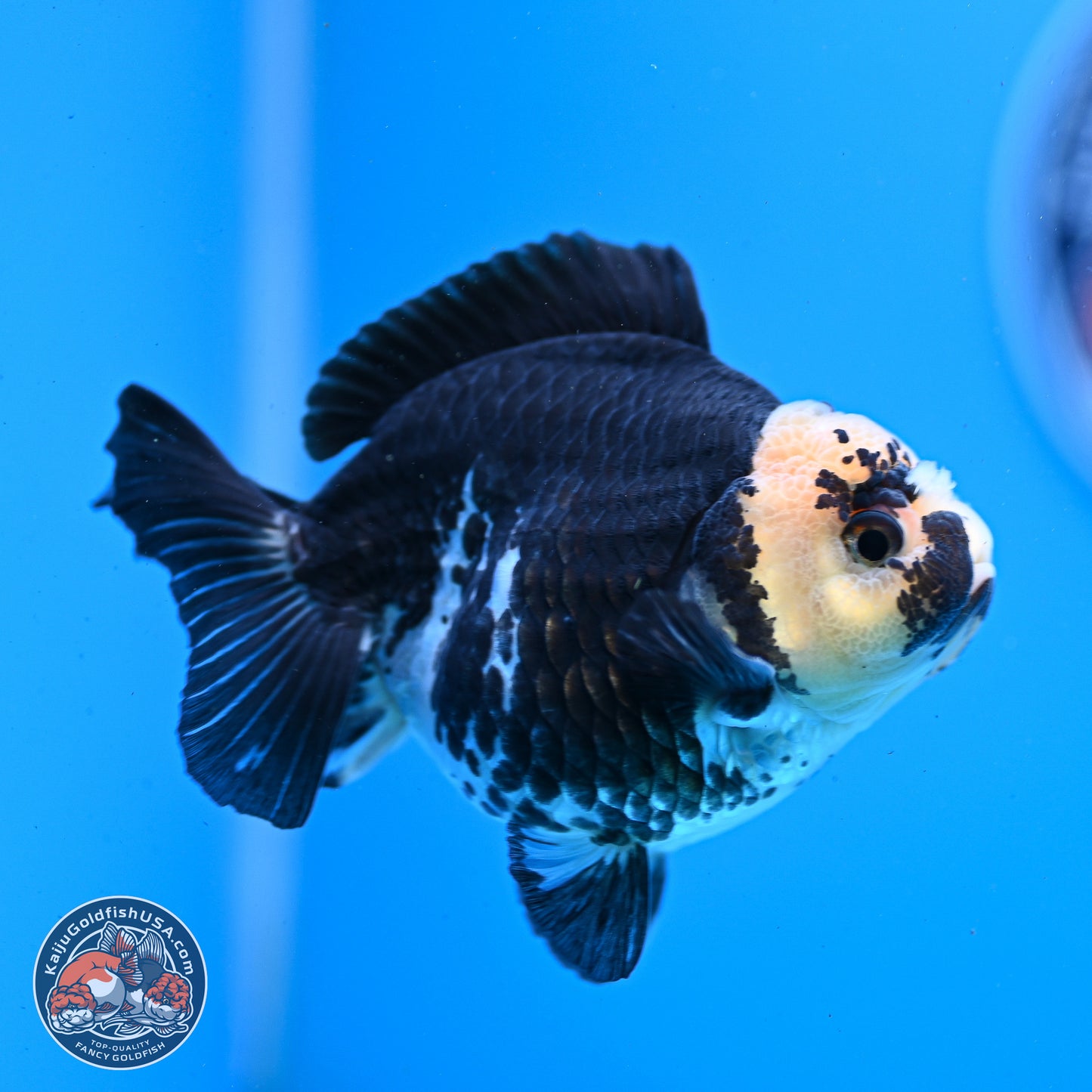 Panda YuanBao Oranda 3.5in Body (240830_OR08) - Kaiju Goldfish USA