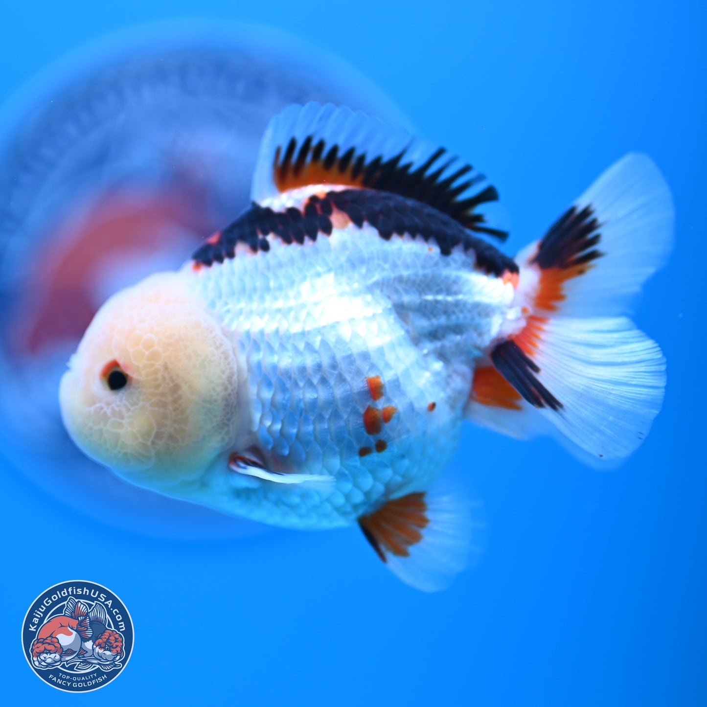 Tricolor Oranda 3.5-4.5 inches (241004_OR08) - Kaiju Goldfish USA