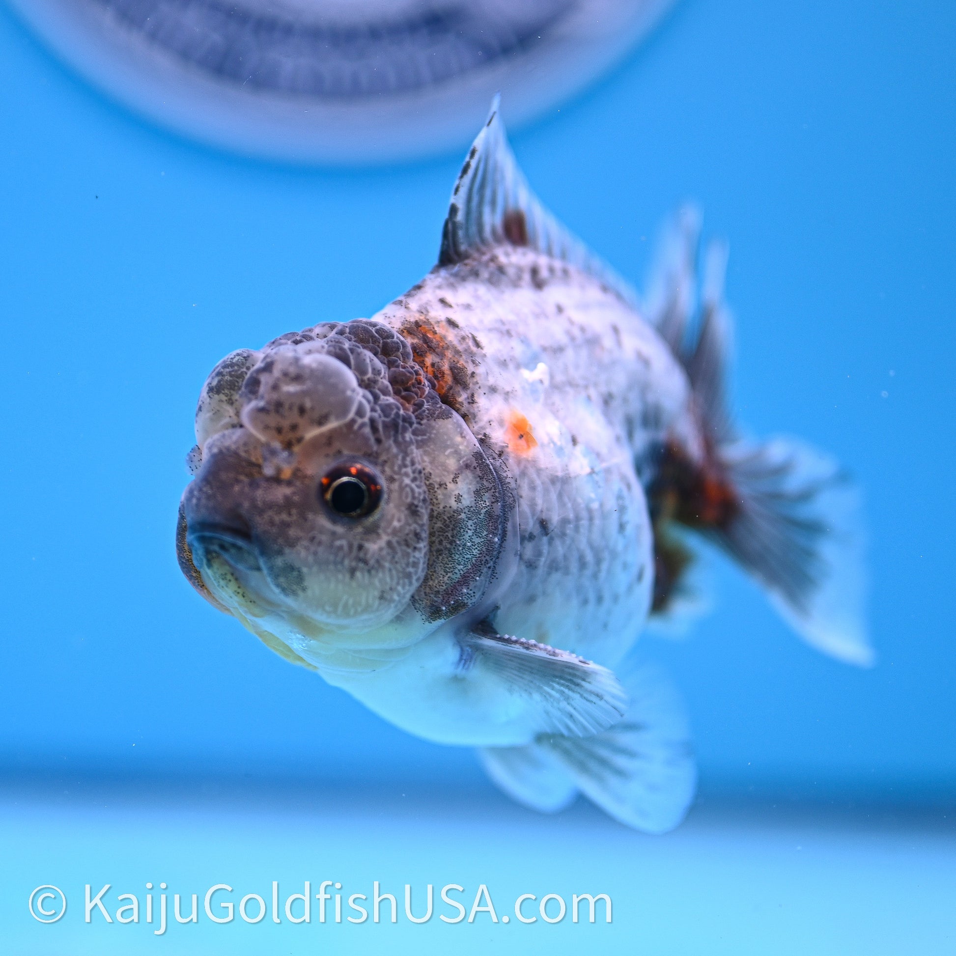 Shogun Godzilla Blue Based Oranda 3.25in Body (240726_OR08) - Kaiju Goldfish USA