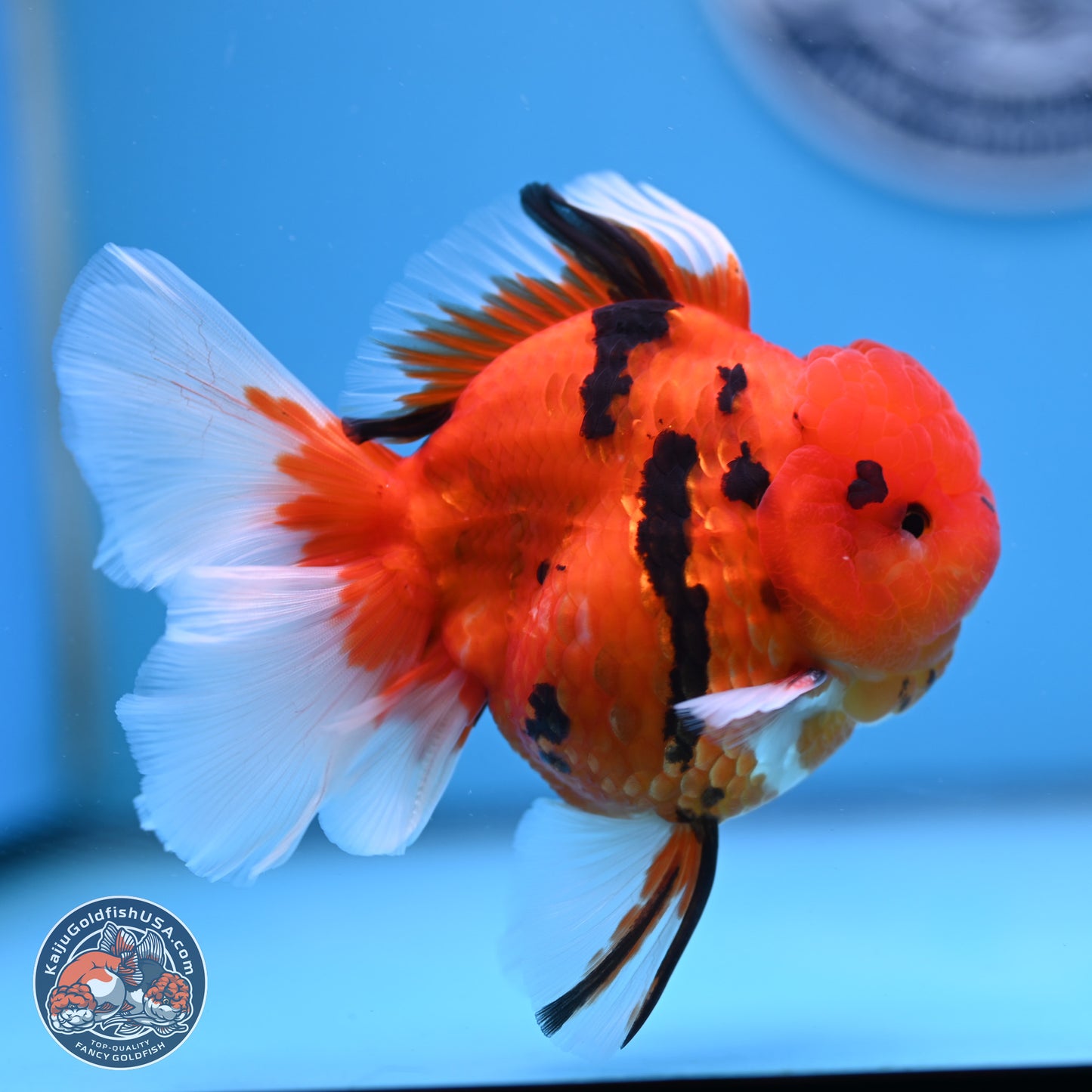 Tiger Rose Tail Oranda 3.5 inches Body - Male (250307_OR08)