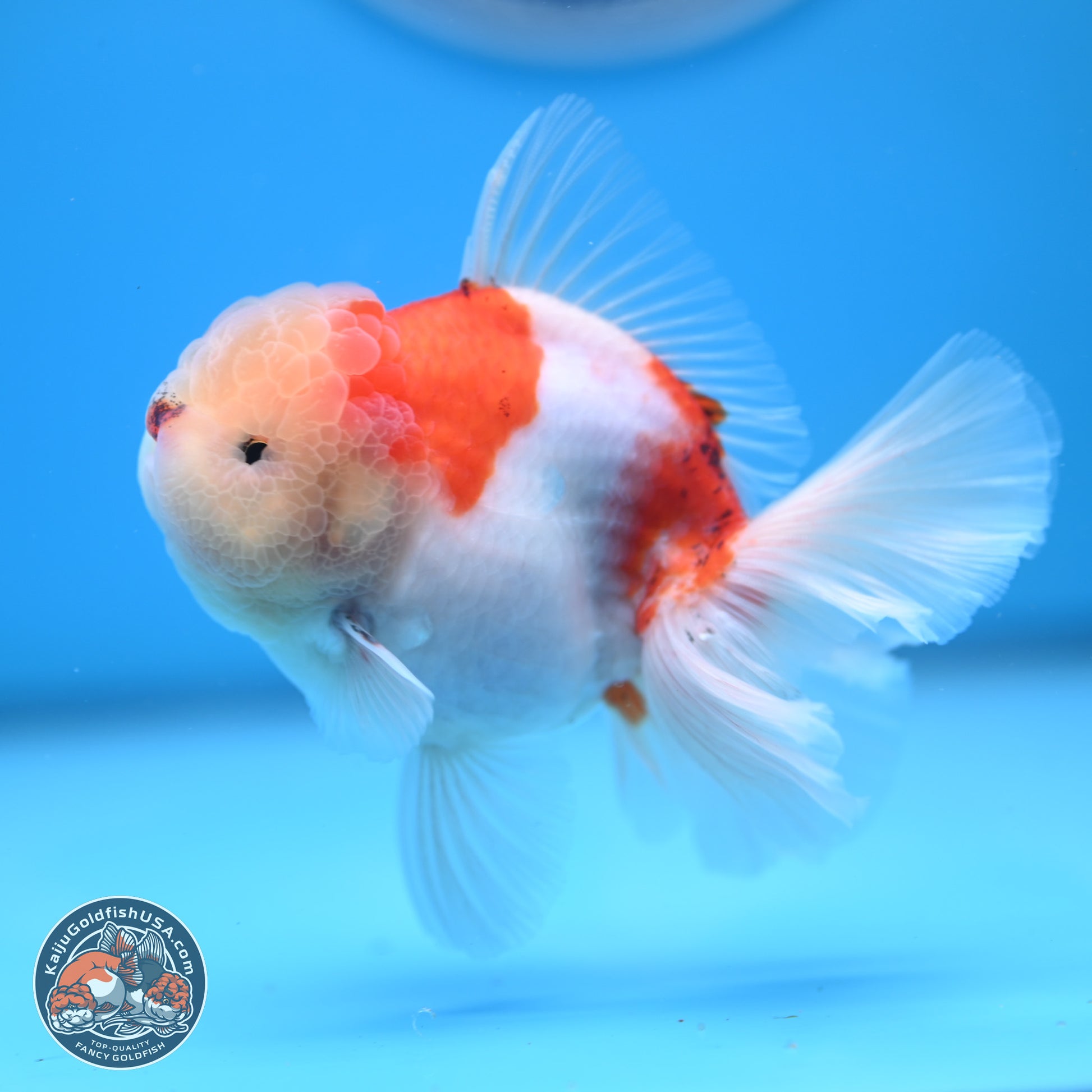 Sakura Rose Tail Oranda 4.5 inches (241025_OR08) - Kaiju Goldfish USA