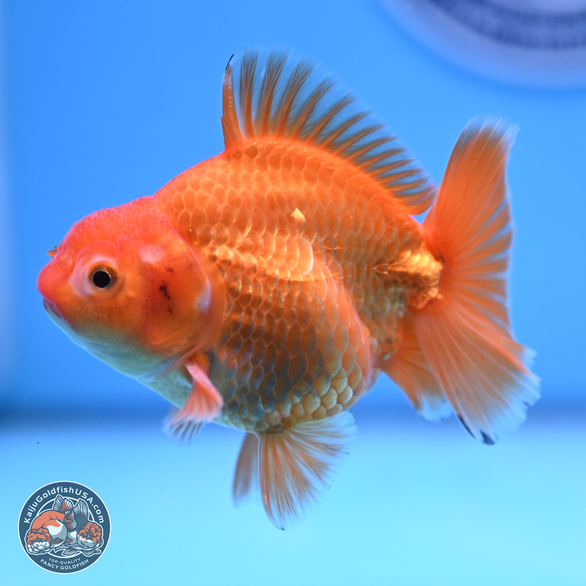 Shogun Classic Gold Broad Tail Oranda 3.5in Body (240802_OR08) - Kaiju Goldfish USA