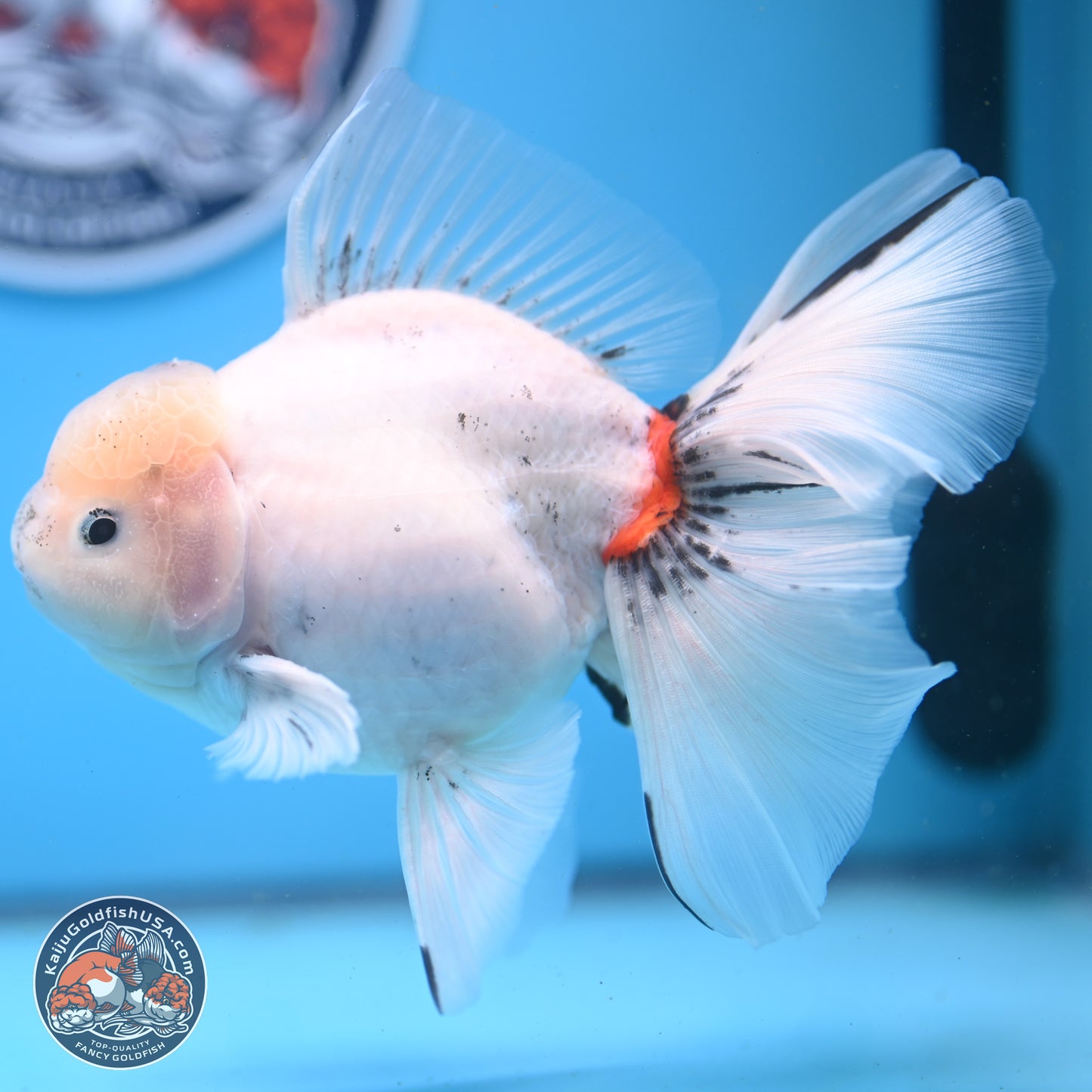 Calico Rose Tail Oranda 6.5 inches - Male (241122_OR08) - Kaiju Goldfish USA