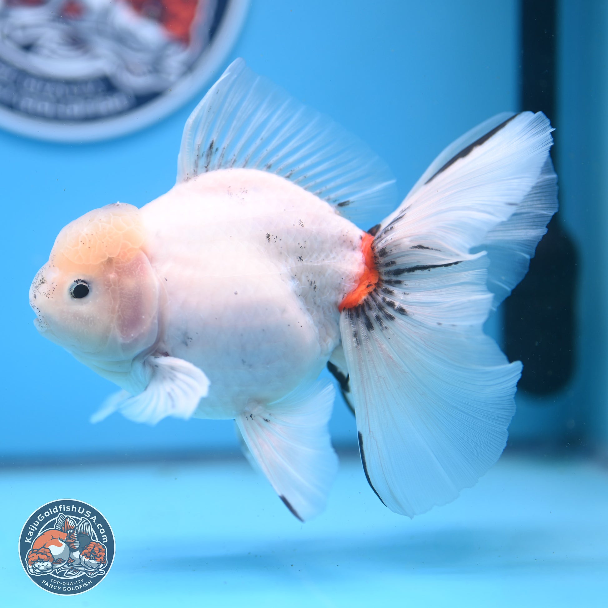 Calico Rose Tail Oranda 6.5 inches - Male (241122_OR08) - Kaiju Goldfish USA