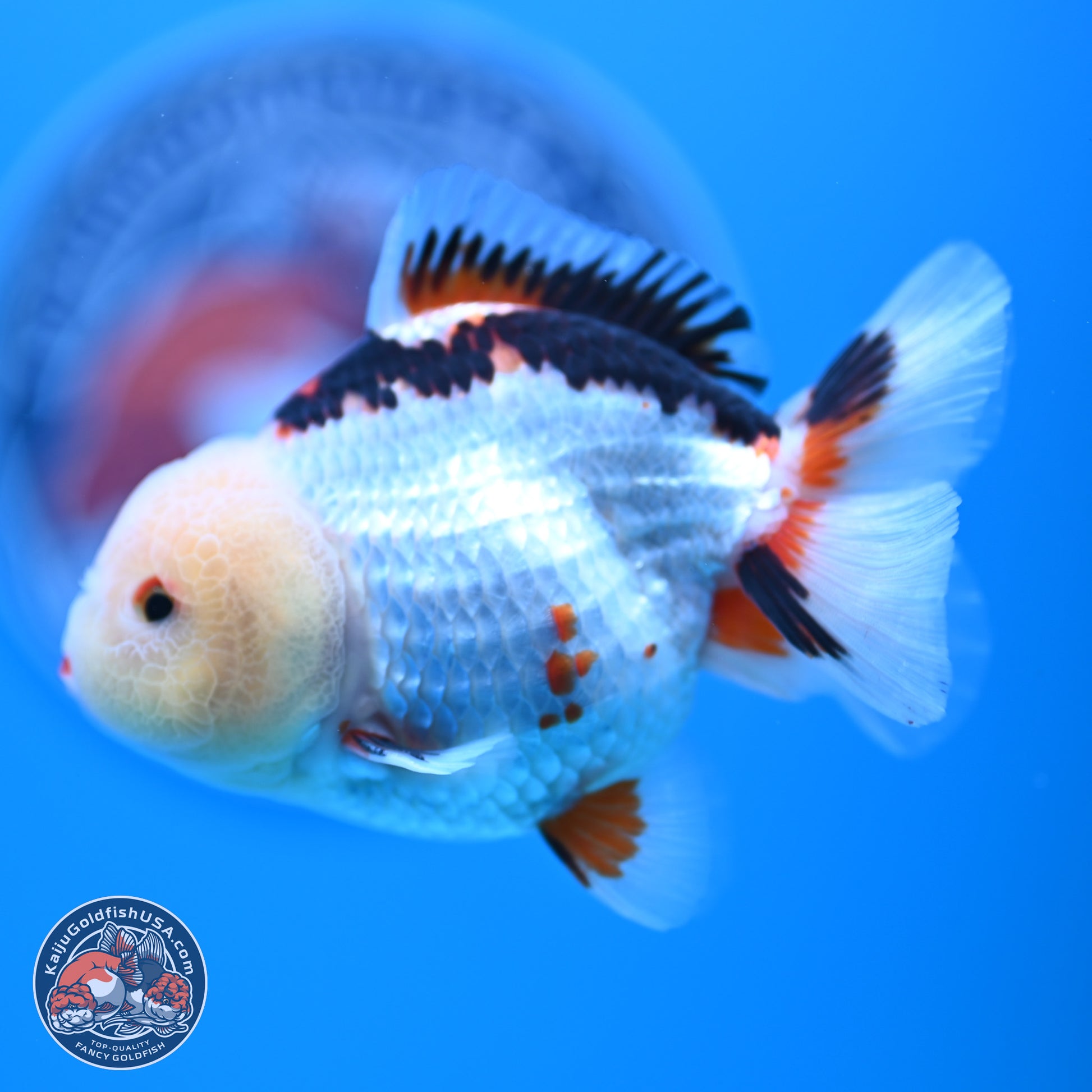 Tricolor Oranda 3.5-4.5 inches (241004_OR08) - Kaiju Goldfish USA