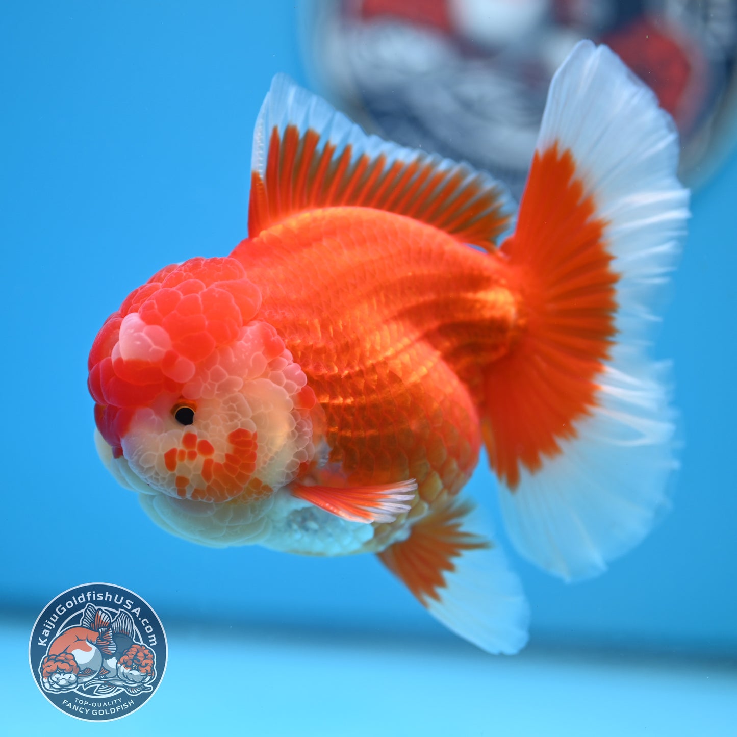 Red White Rose Tail Oranda 3.5 inches Body (250523_OR08)