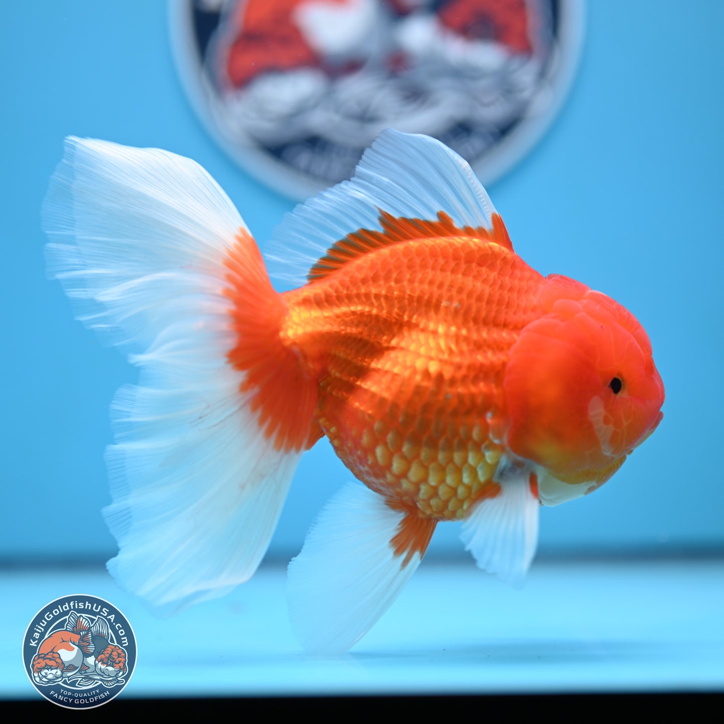 Red White Rose Tail Oranda 4-6 inches (240906_OR08) - Kaiju Goldfish USA