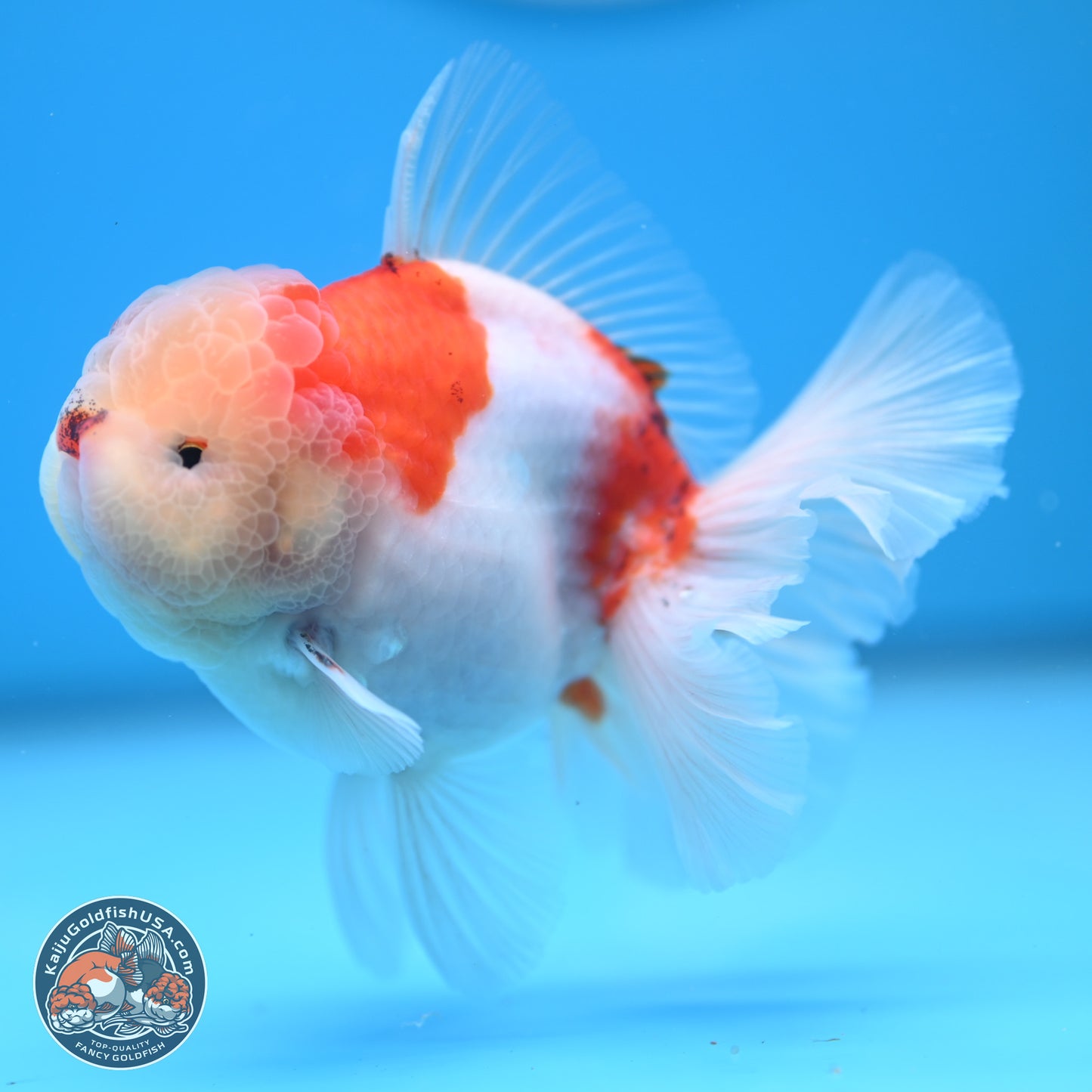 Sakura Rose Tail Oranda 4.5 inches (241025_OR08) - Kaiju Goldfish USA