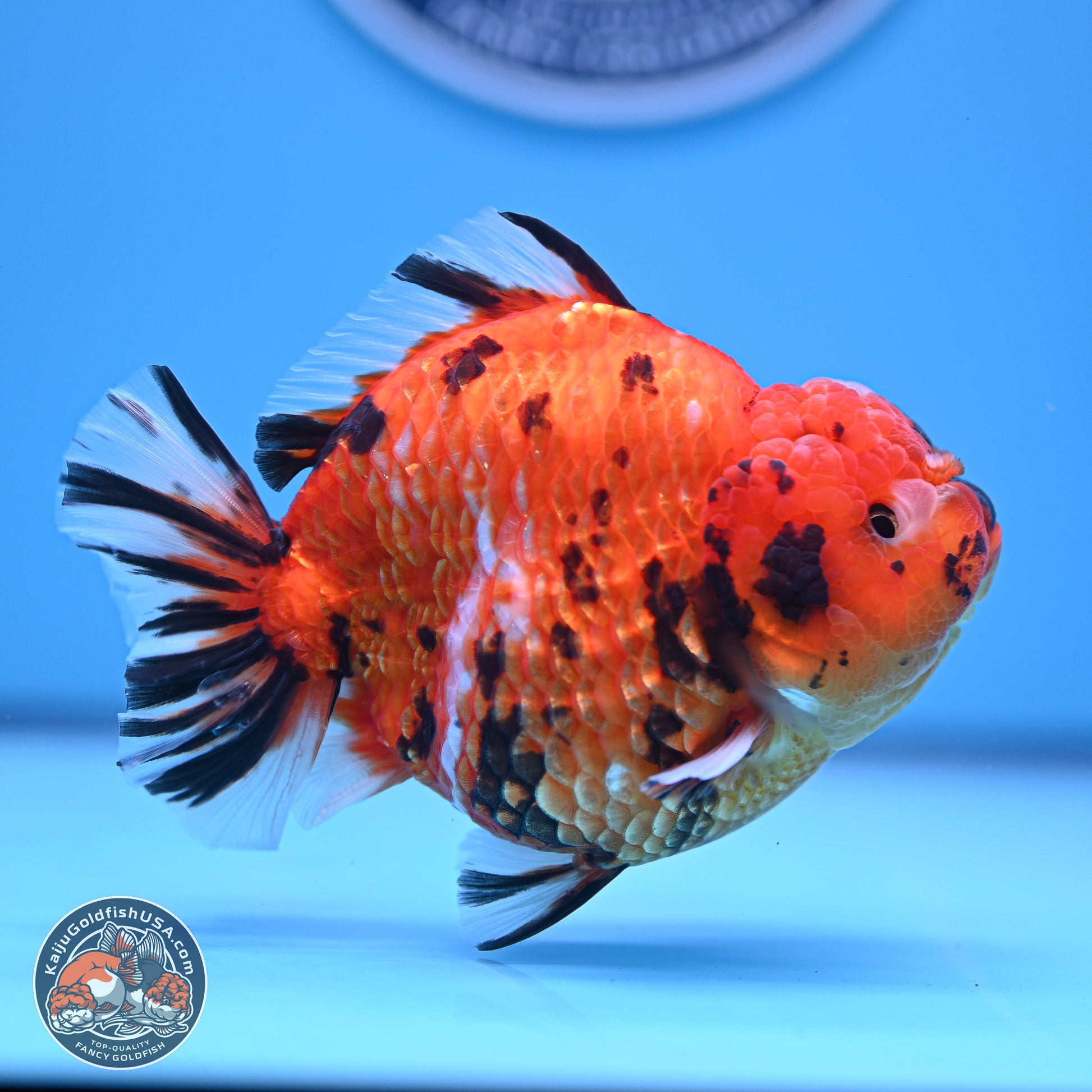 Tiger YuanBao Oranda 4-5 inches (240920_OR08) - Kaiju Goldfish USA